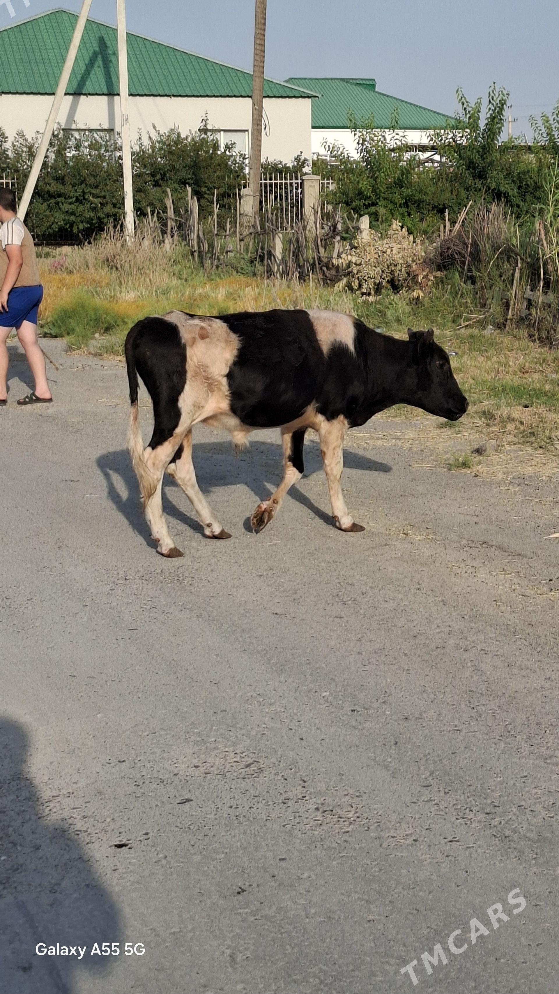 Öküz göle Ala - Gökdepe - img 1
