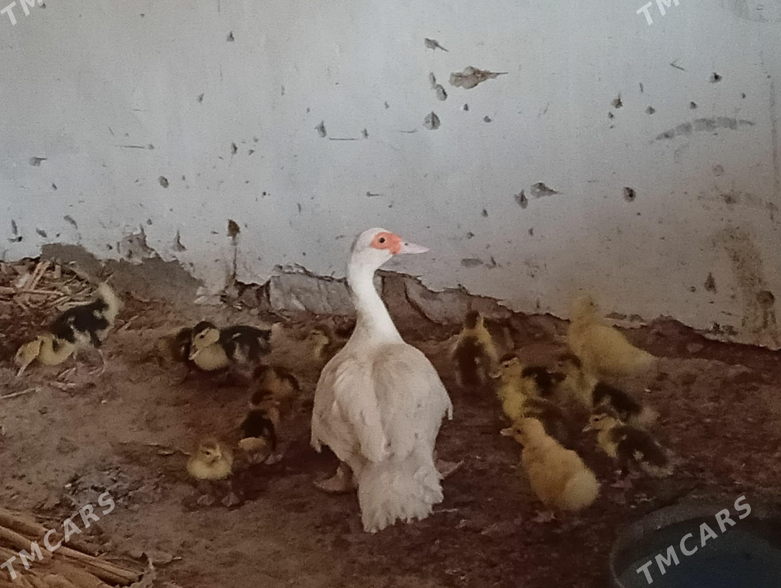 jüjeli indawutga - Gyzylarbat - img 1
