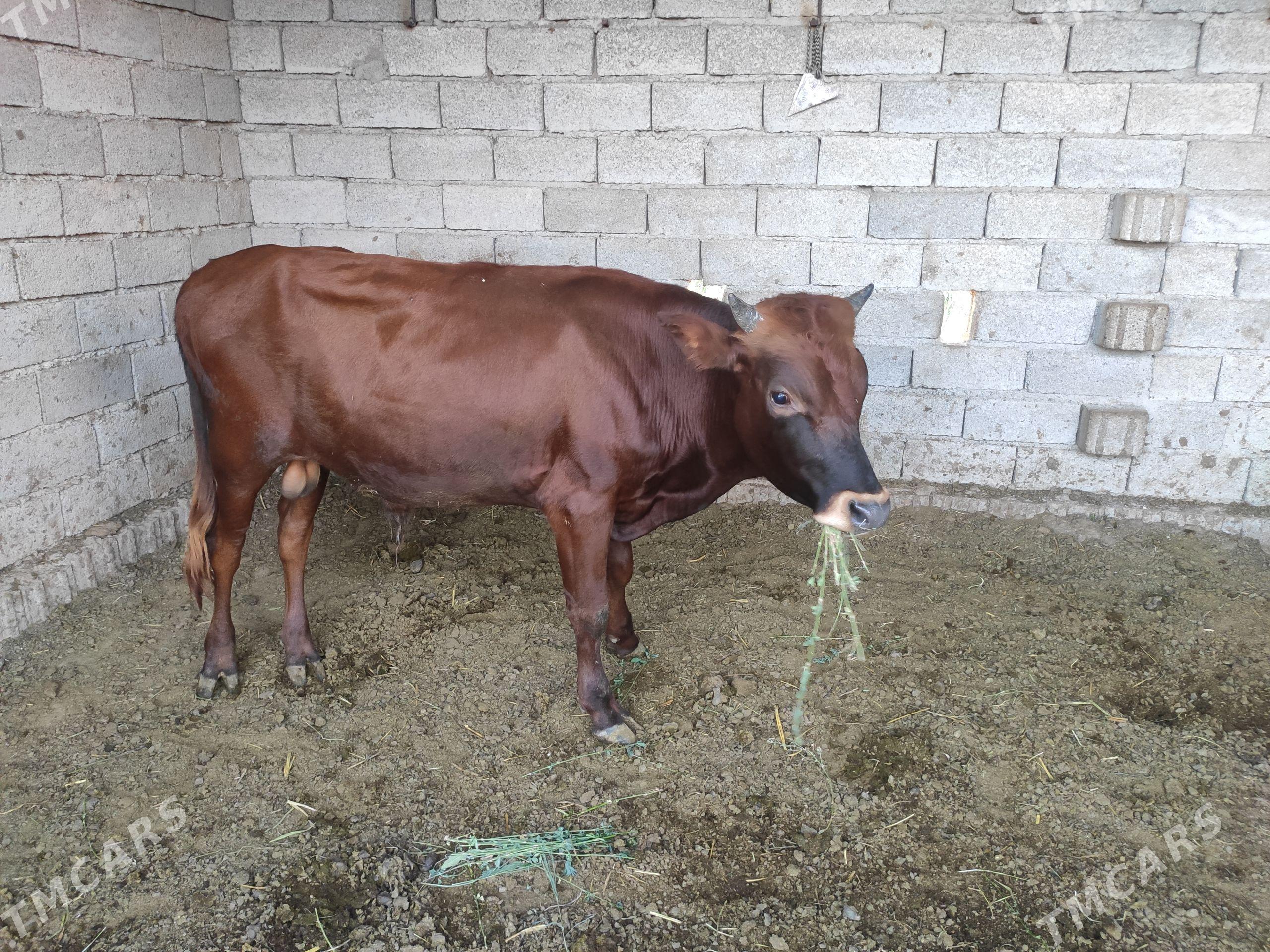 Ökuz - Wekilbazar - img 1