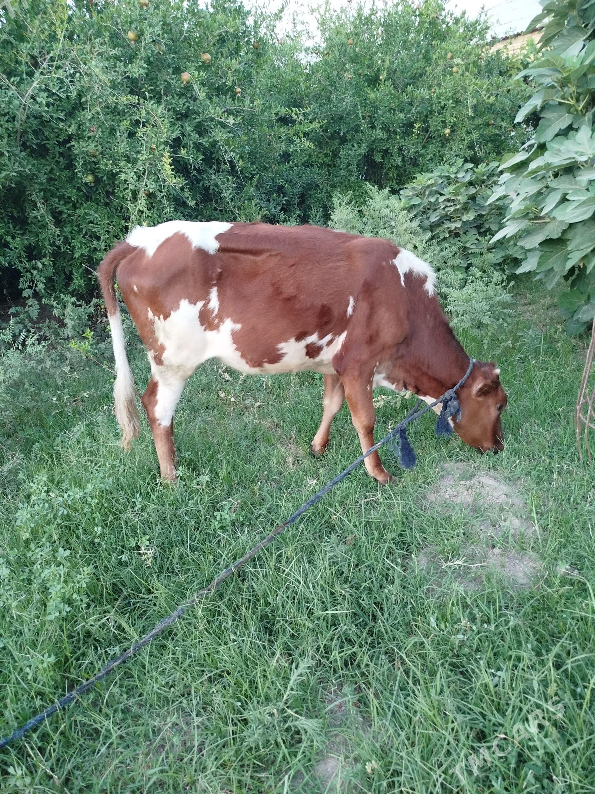 Gulajyn okuzce mallar - Мары - img 1