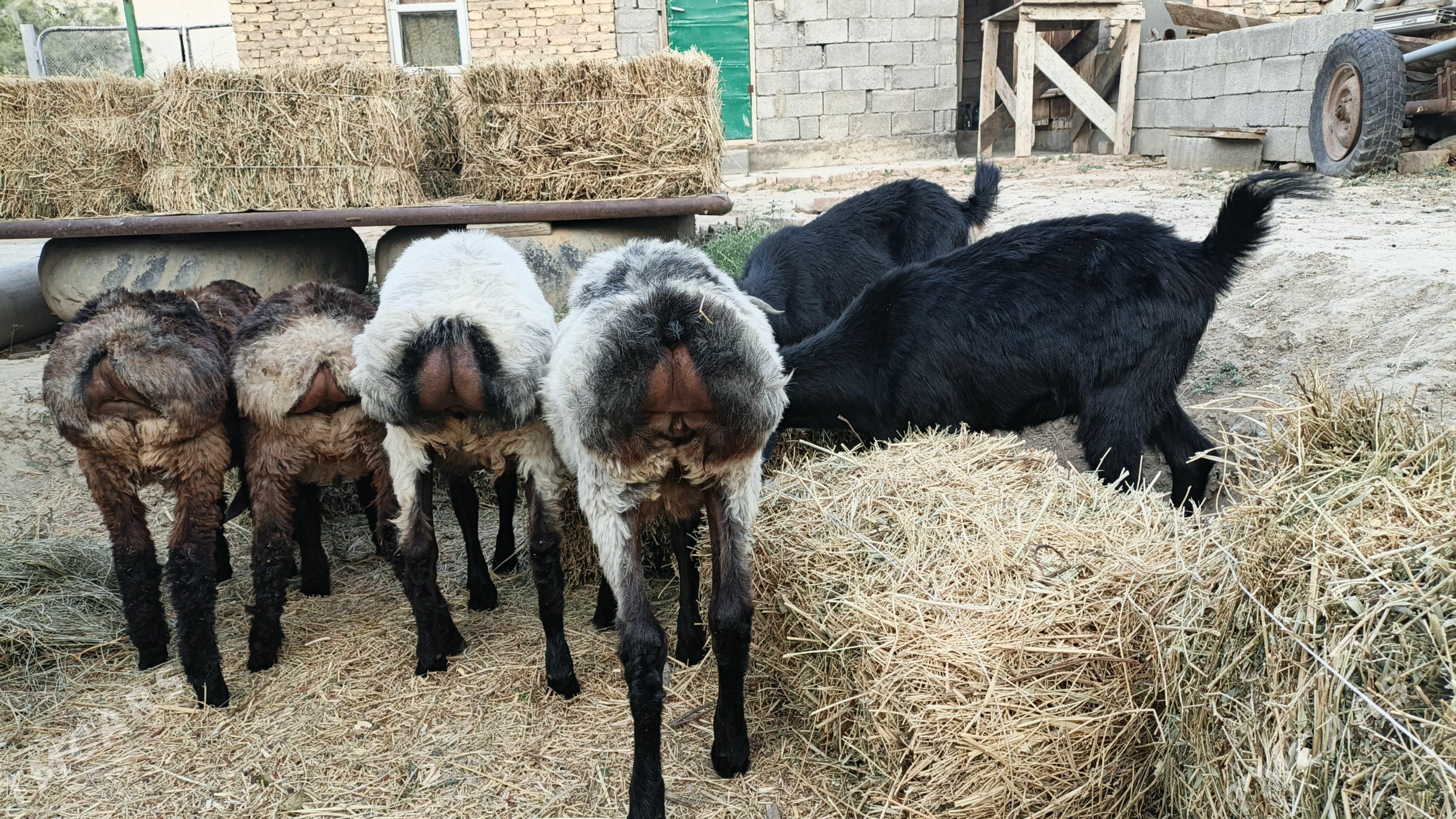 işşek erkeç - Änew - img 1