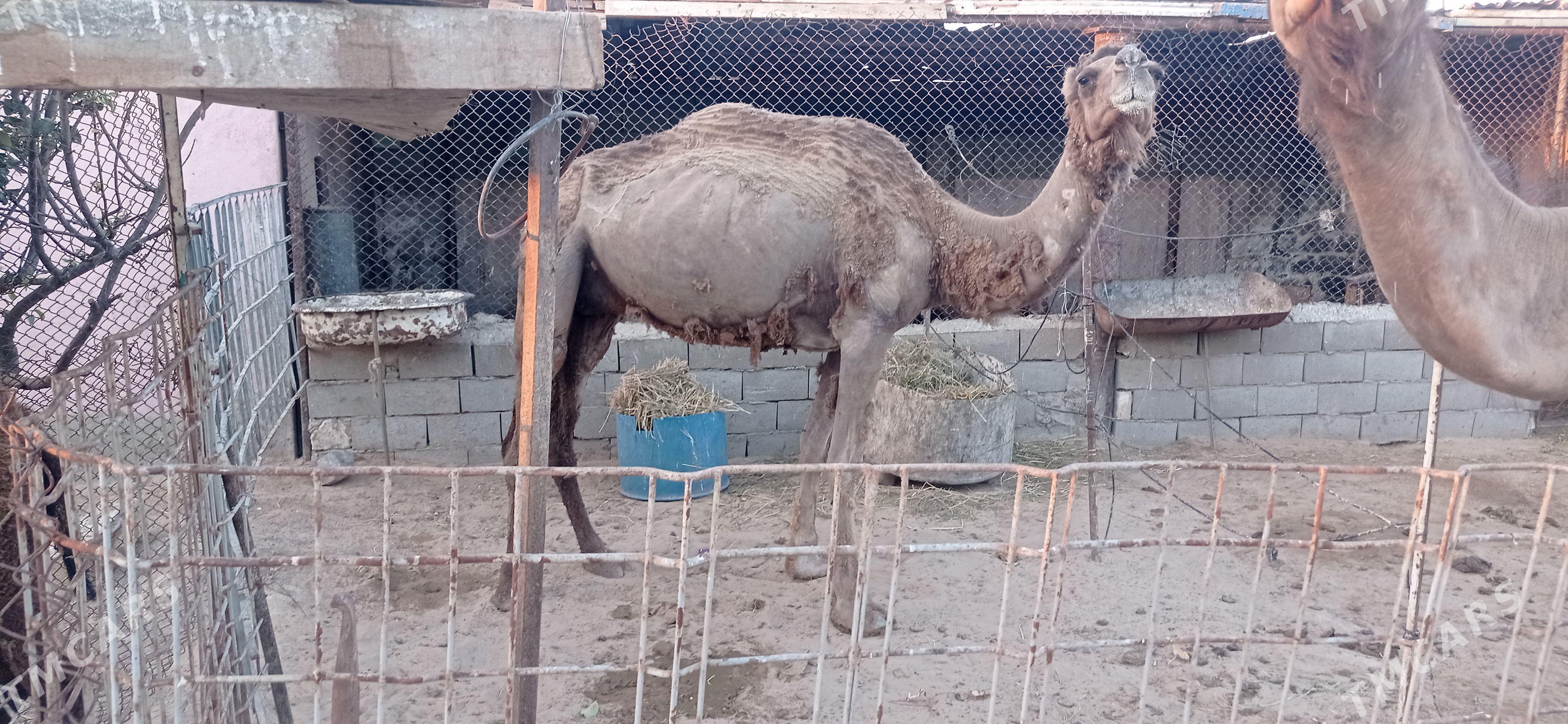köşekli düye - Туркменбаши - img 1