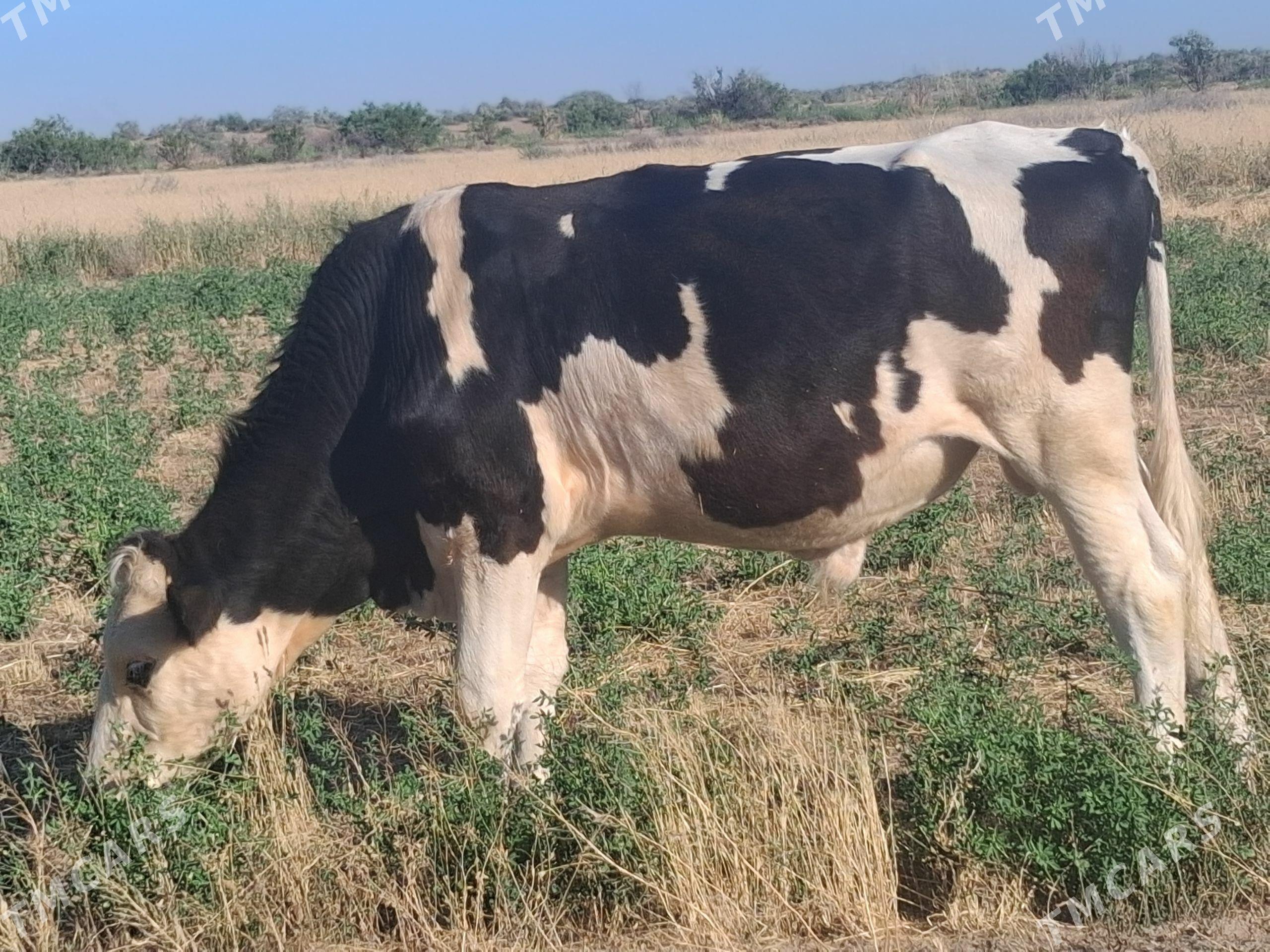 golişteýin öküzçe 1.2 aý lyk - Халач - img 1