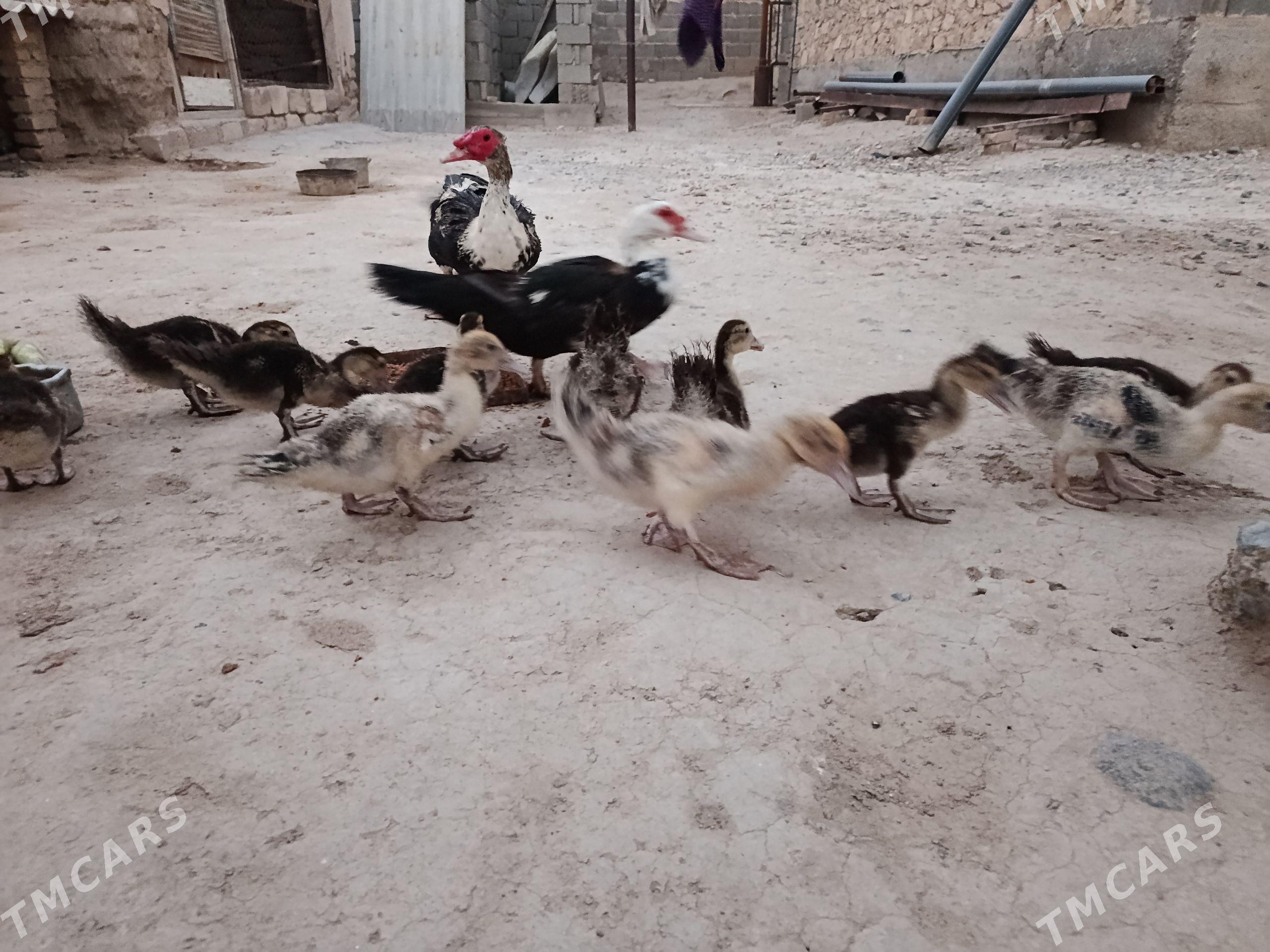 İndautga juyje - Gyzylarbat - img 1