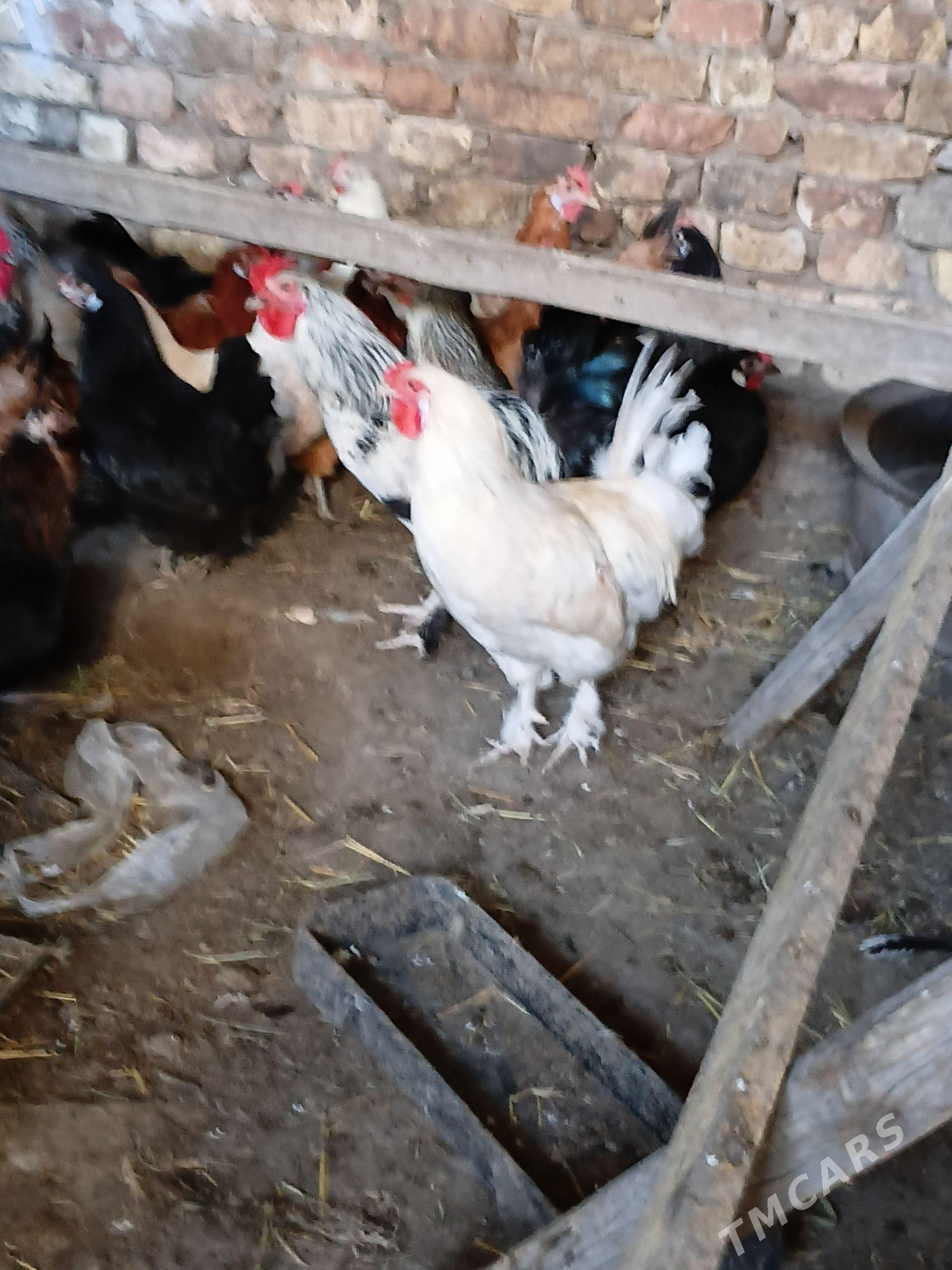 towuk ördek - Türkmenabat - img 1