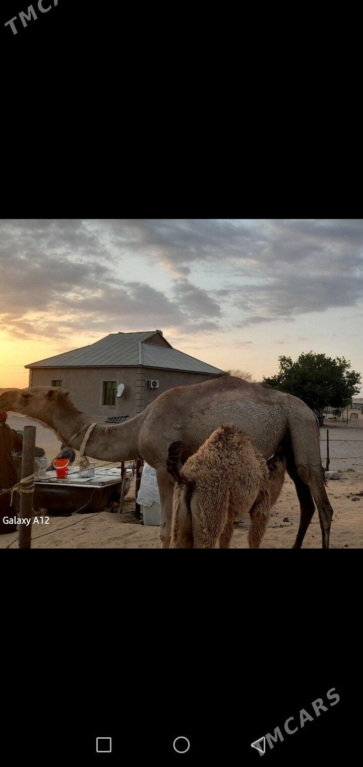 Duye - Balkanabat - img 1