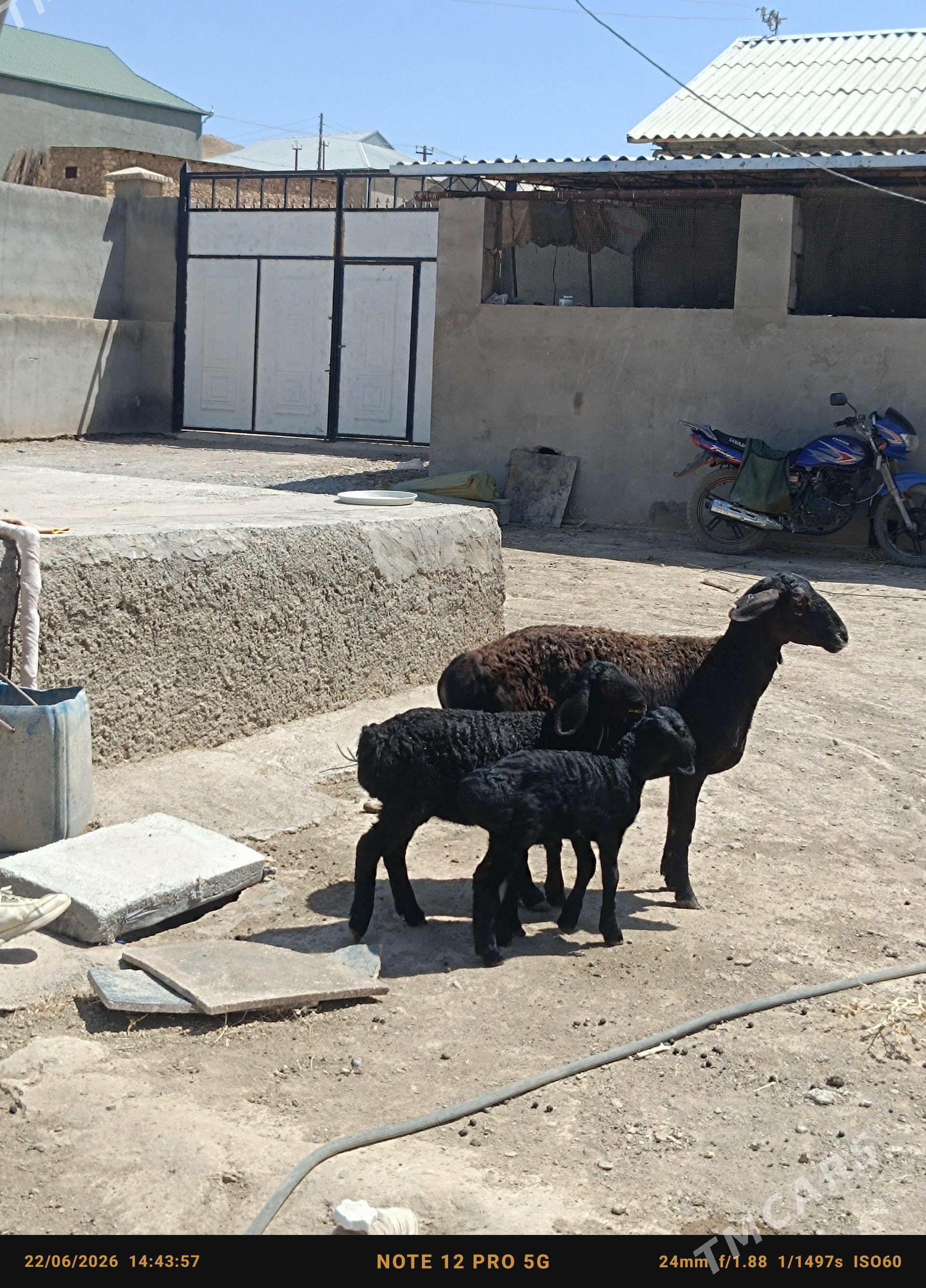 Guzuly goylar - Magdanly - img 1