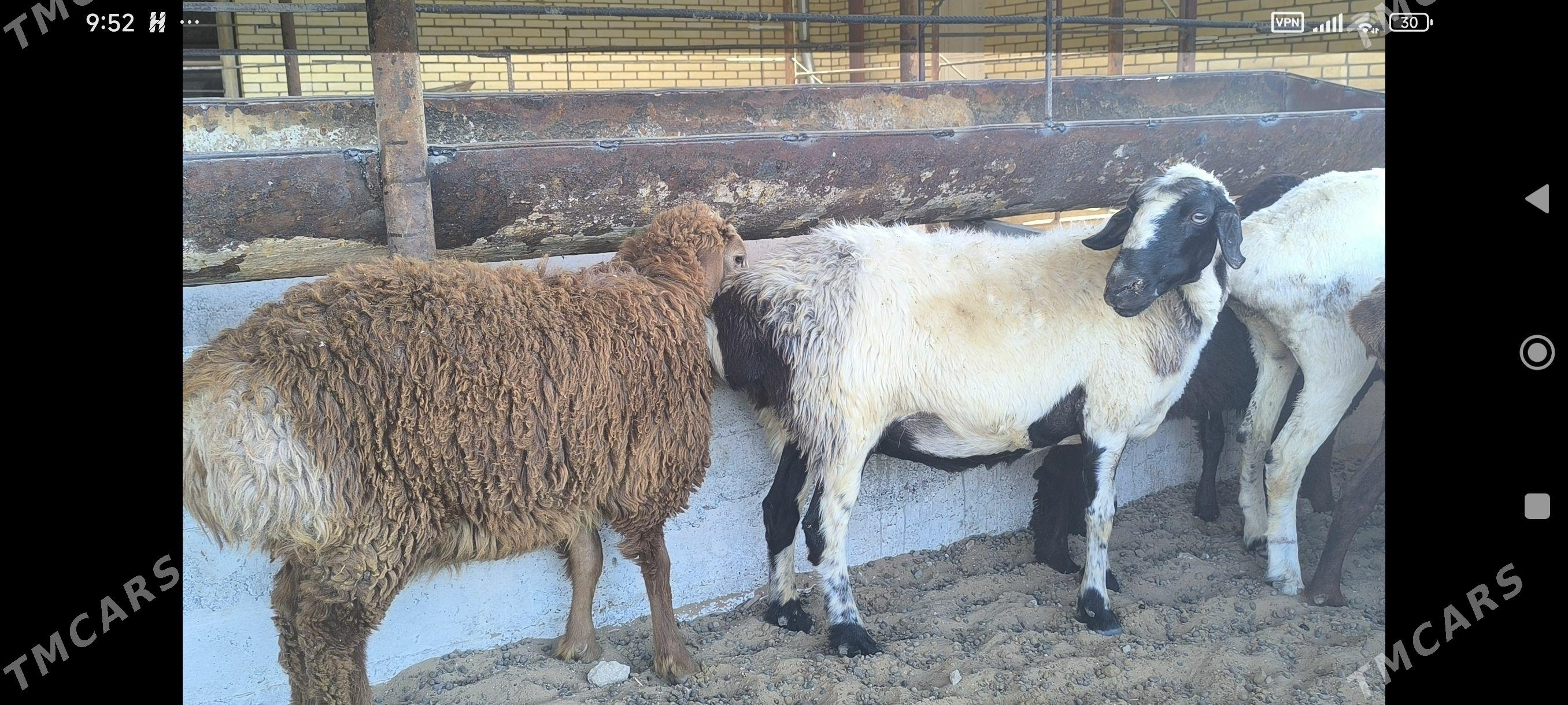 guzuly goýunlar - Wekilbazar - img 1