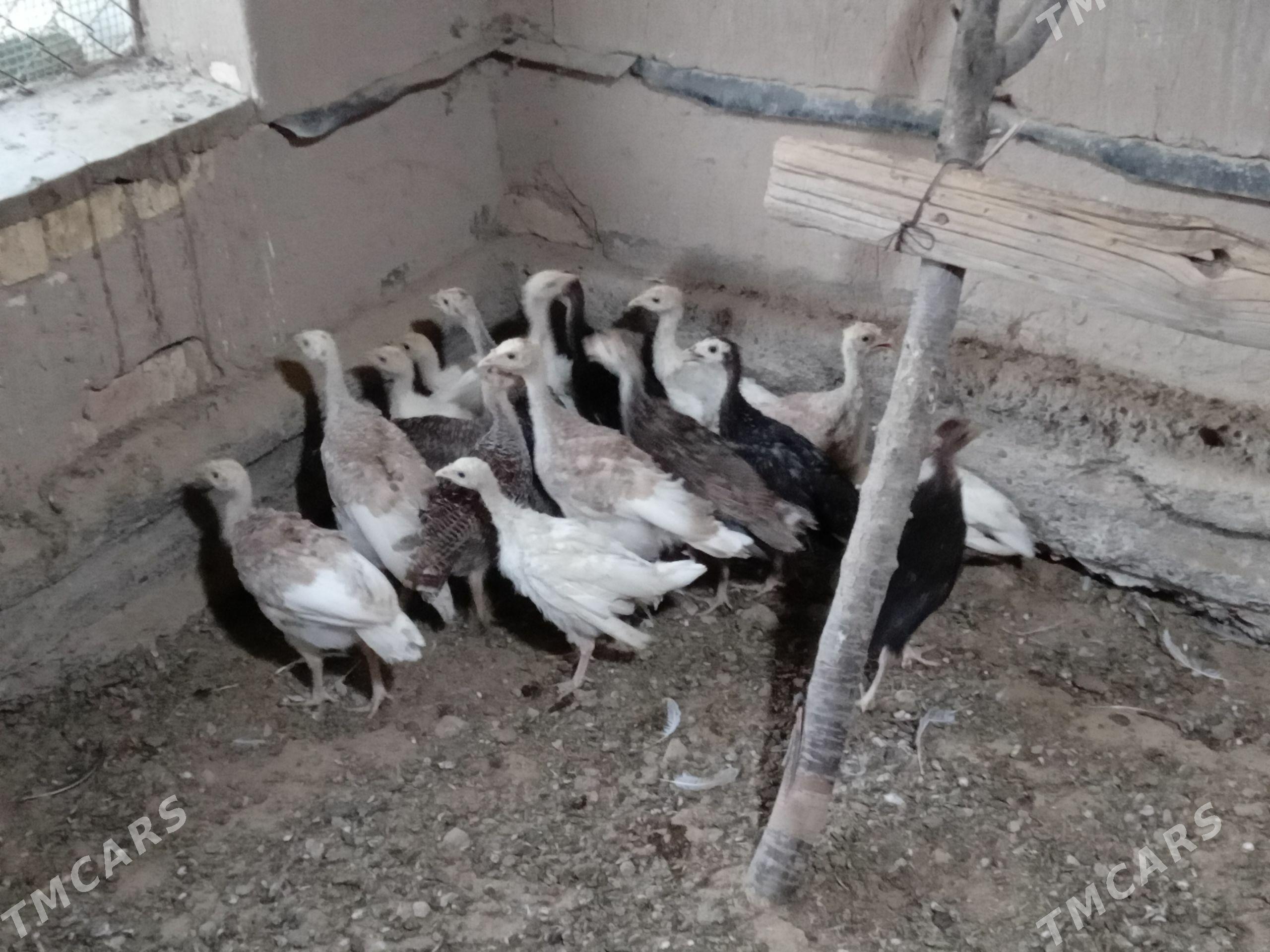 Induk jüyje 2 aýlyk 17 sany - Мары - img 1