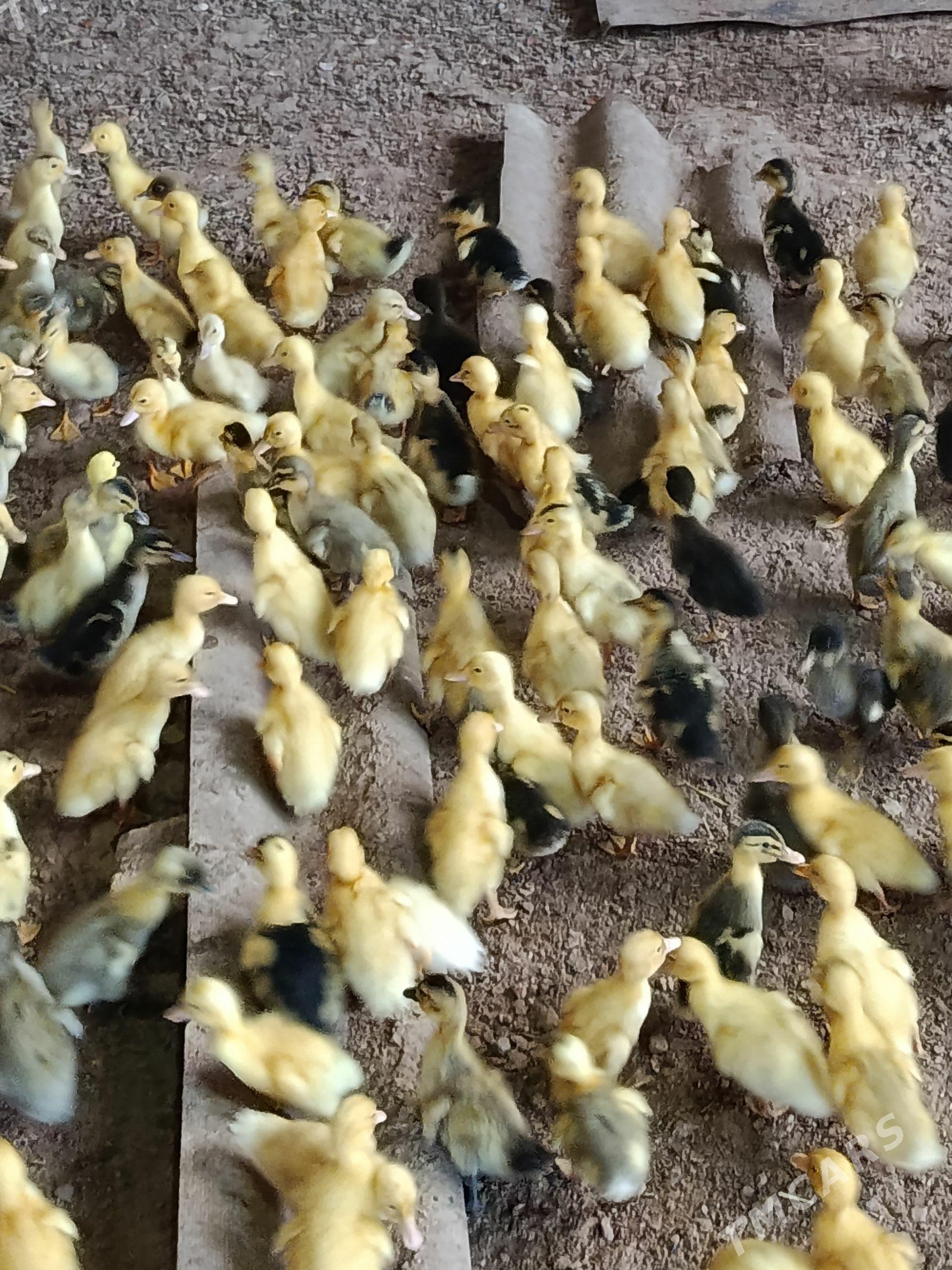 ýaşylbaş ördek jüýje gak gak - Мургап - img 1