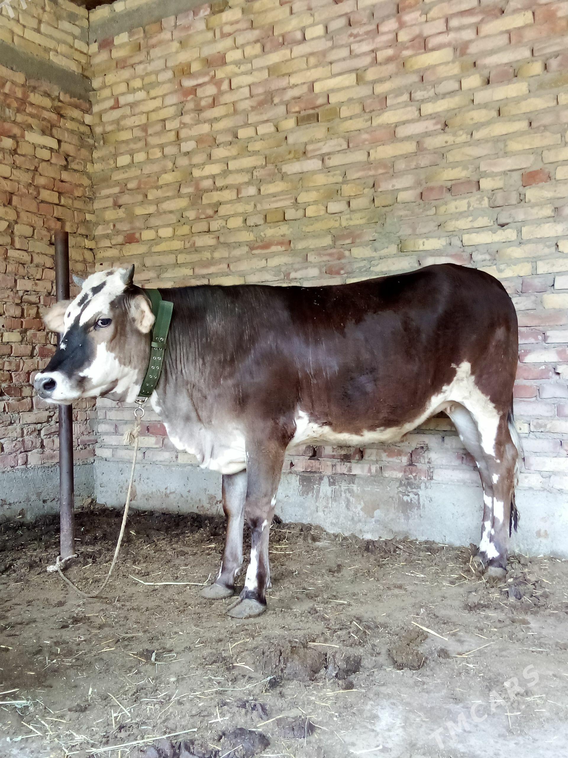 Tohum Gibrit Tüwe 1 ýaş 7 aý - Gökdepe - img 1