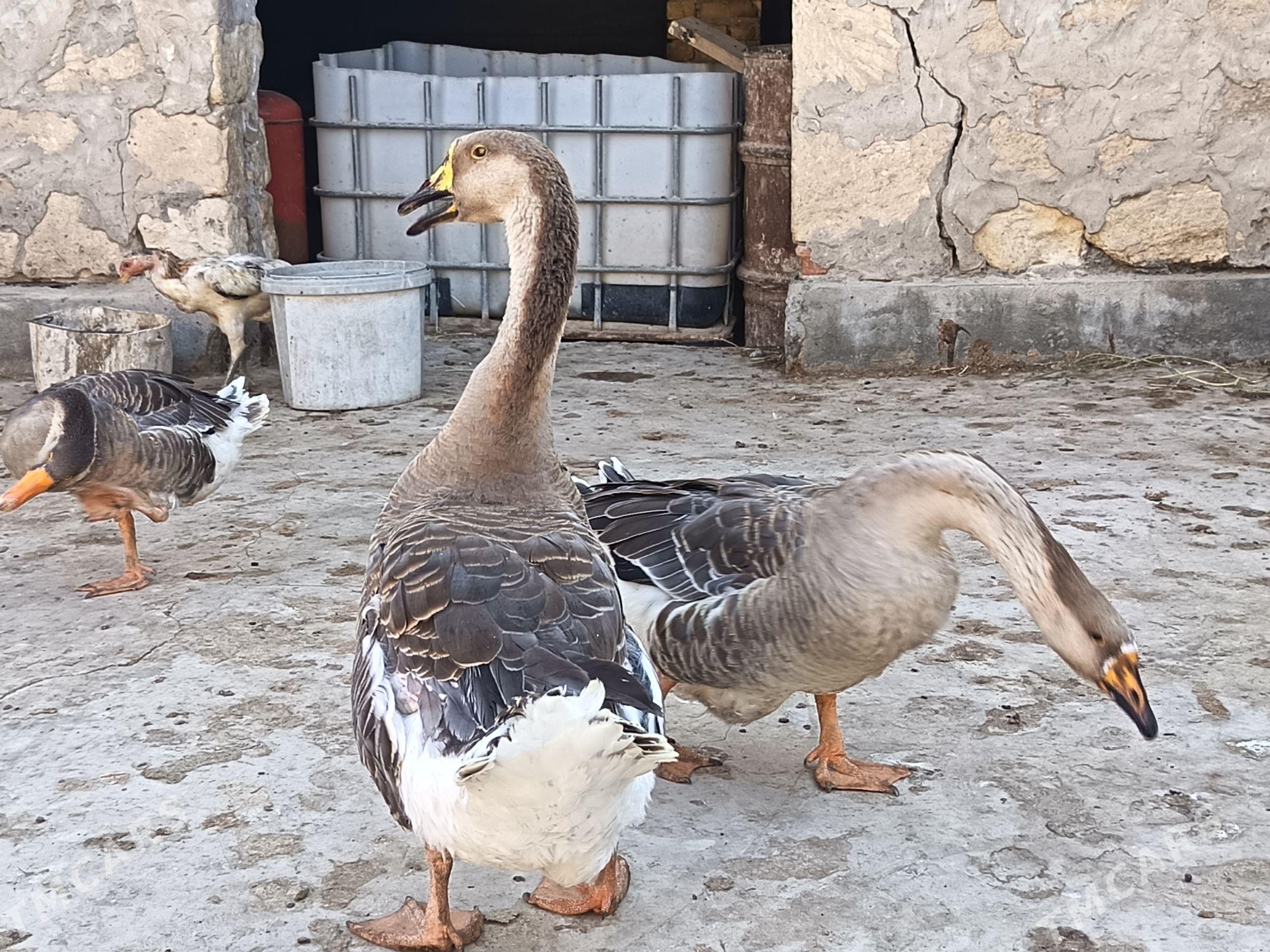 Ördekler Gazlar Towuklar - Kerki - img 1