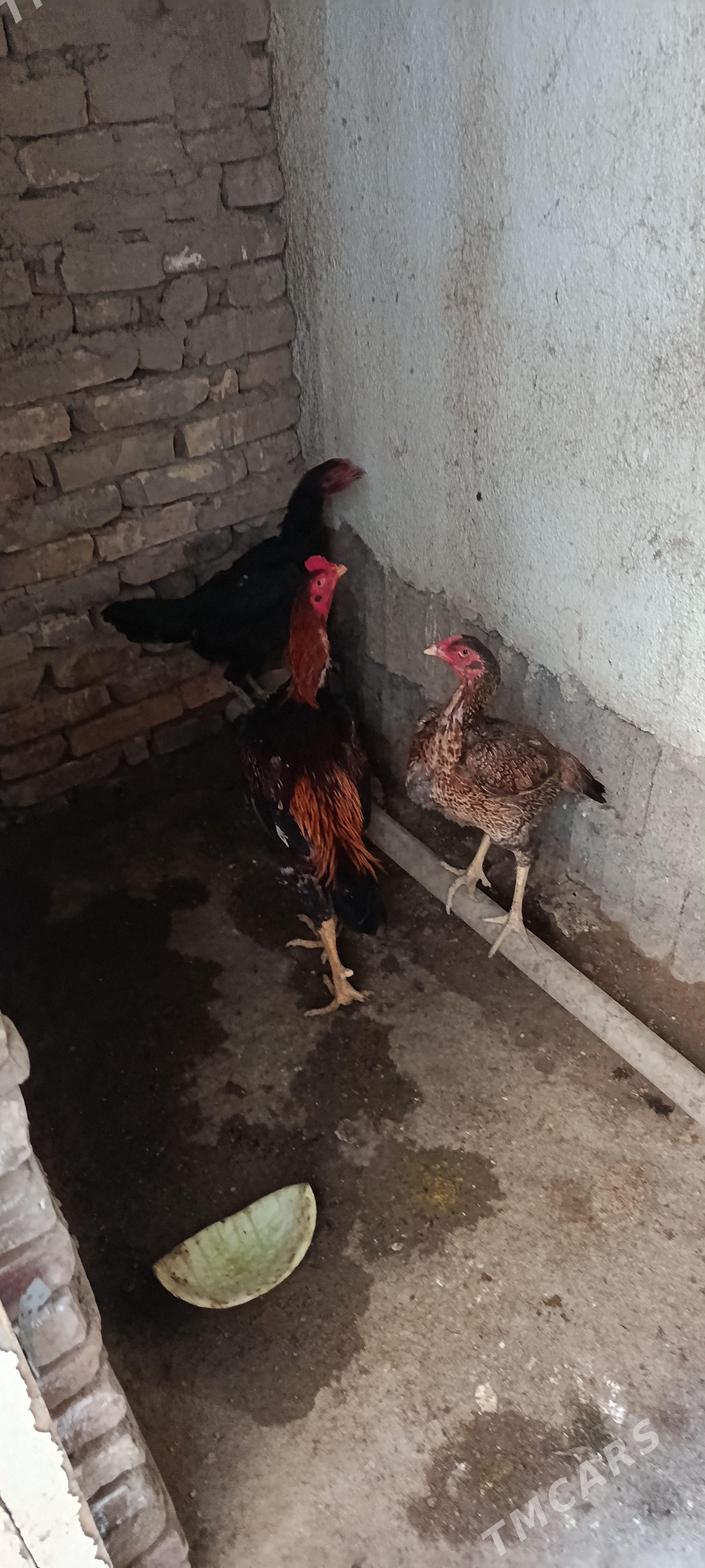 Taşkent - Hitrowka - img 1