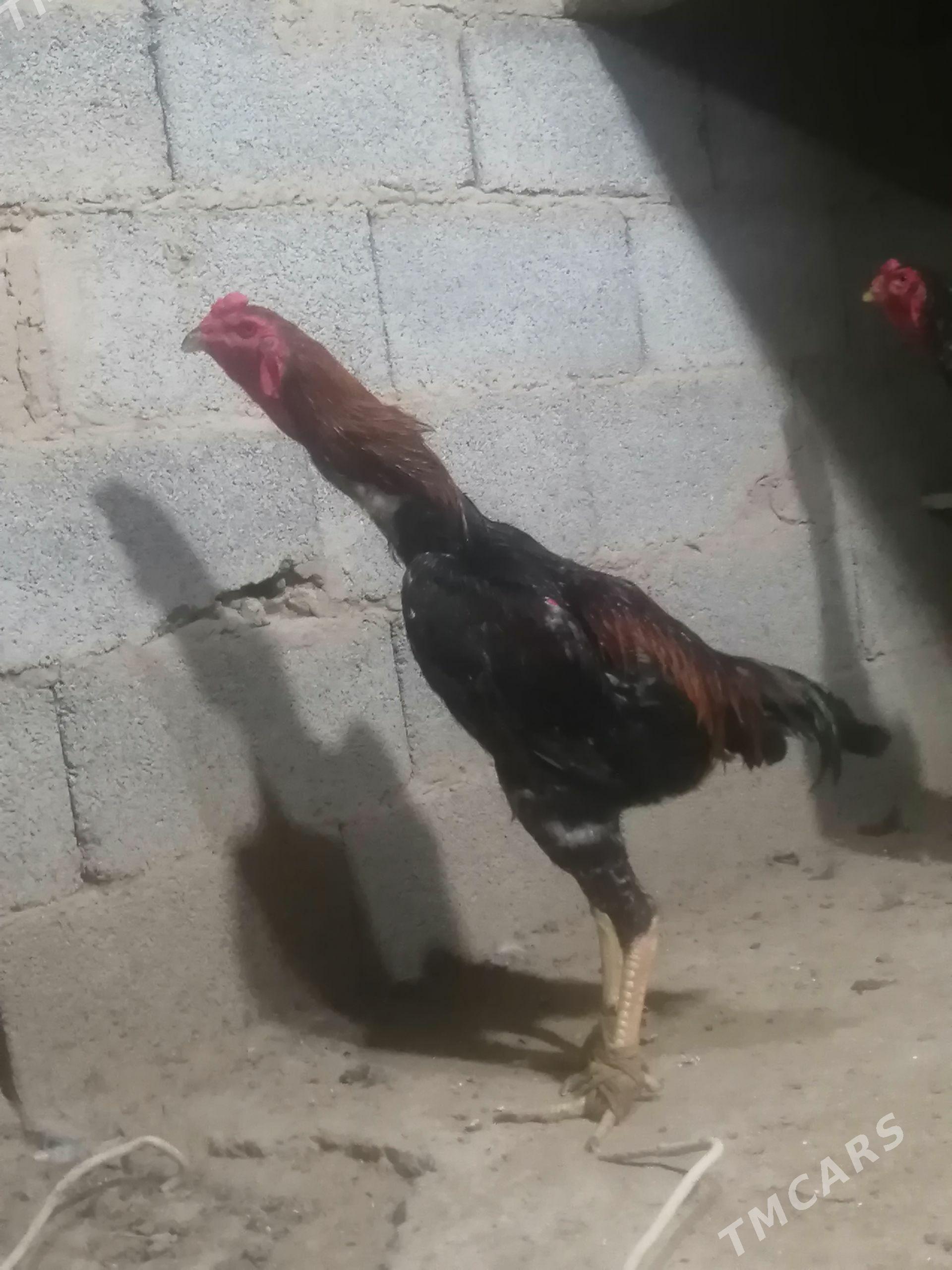 Taşkent horaž - Ашхабад - img 1