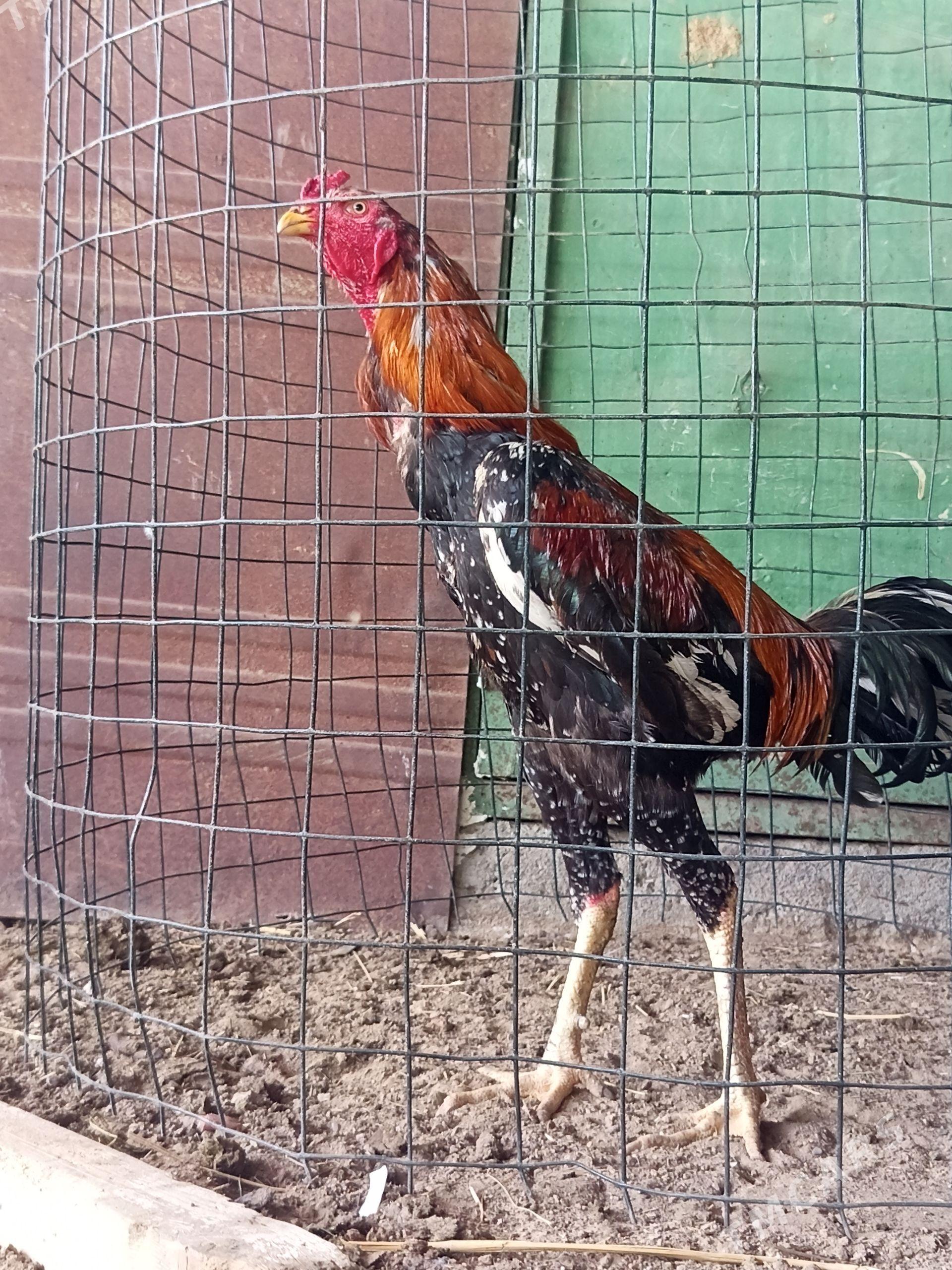 taşkent - Gökdepe - img 1