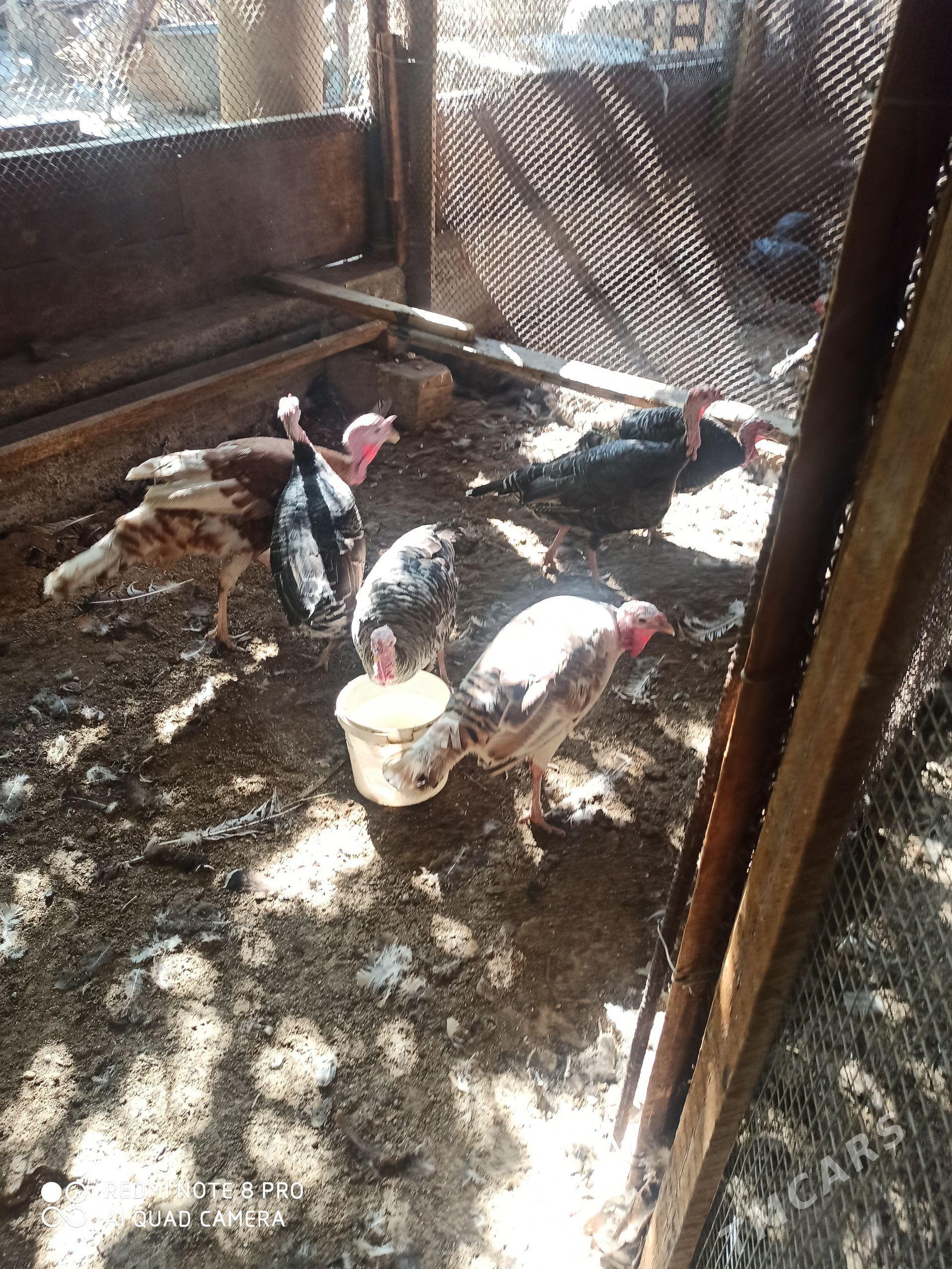avgan induklar - Türkmenabat - img 1