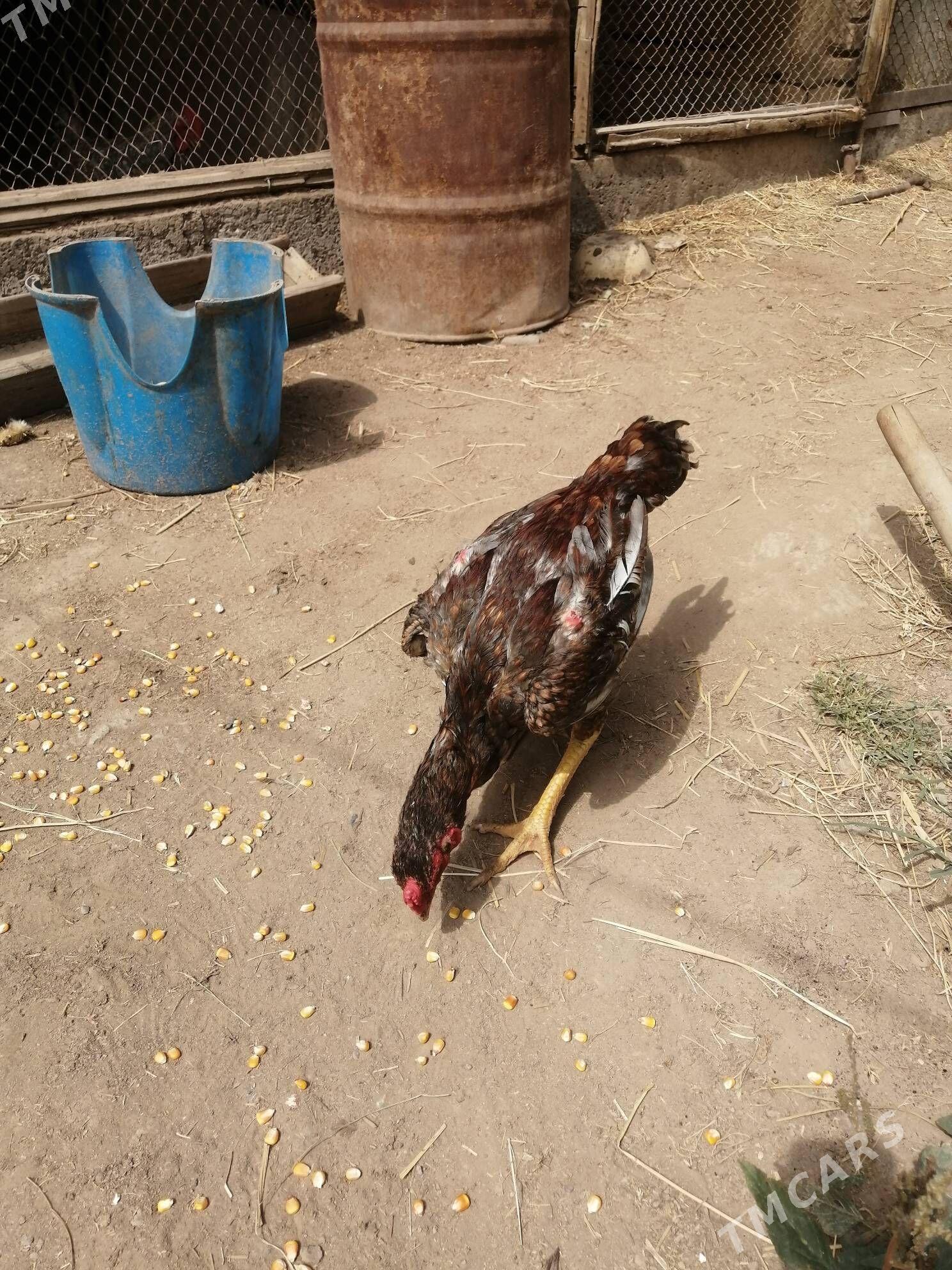 Baysow jüje - Çärjew - img 1
