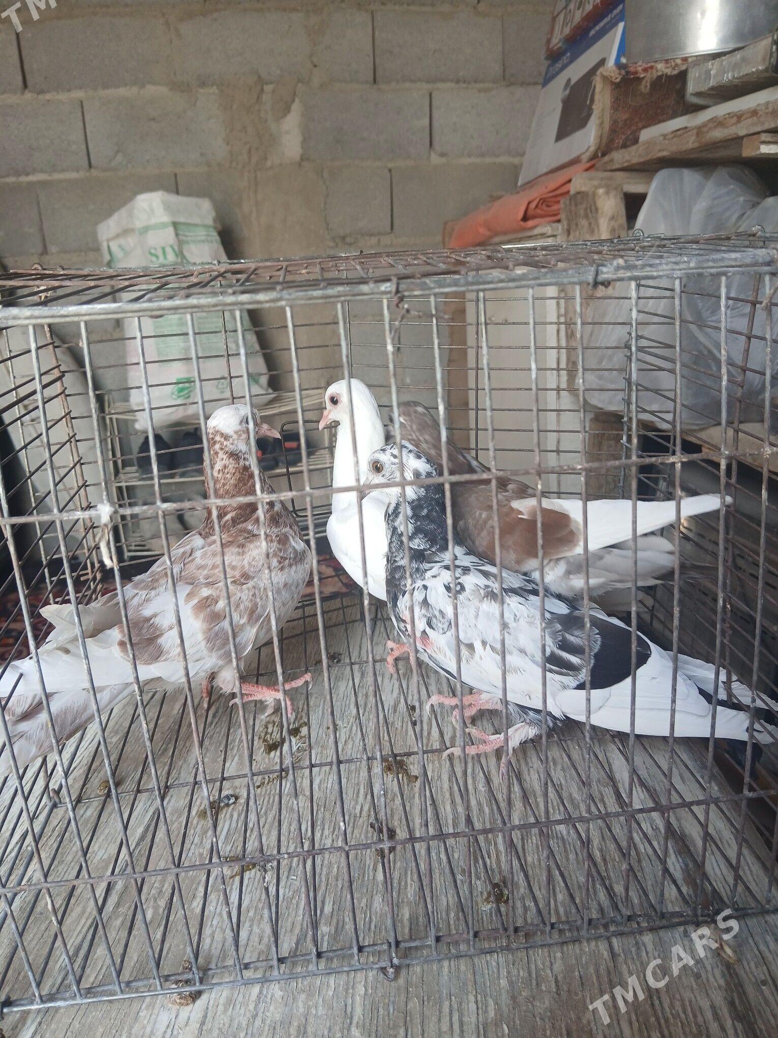 kepderi - Gyzylarbat - img 1