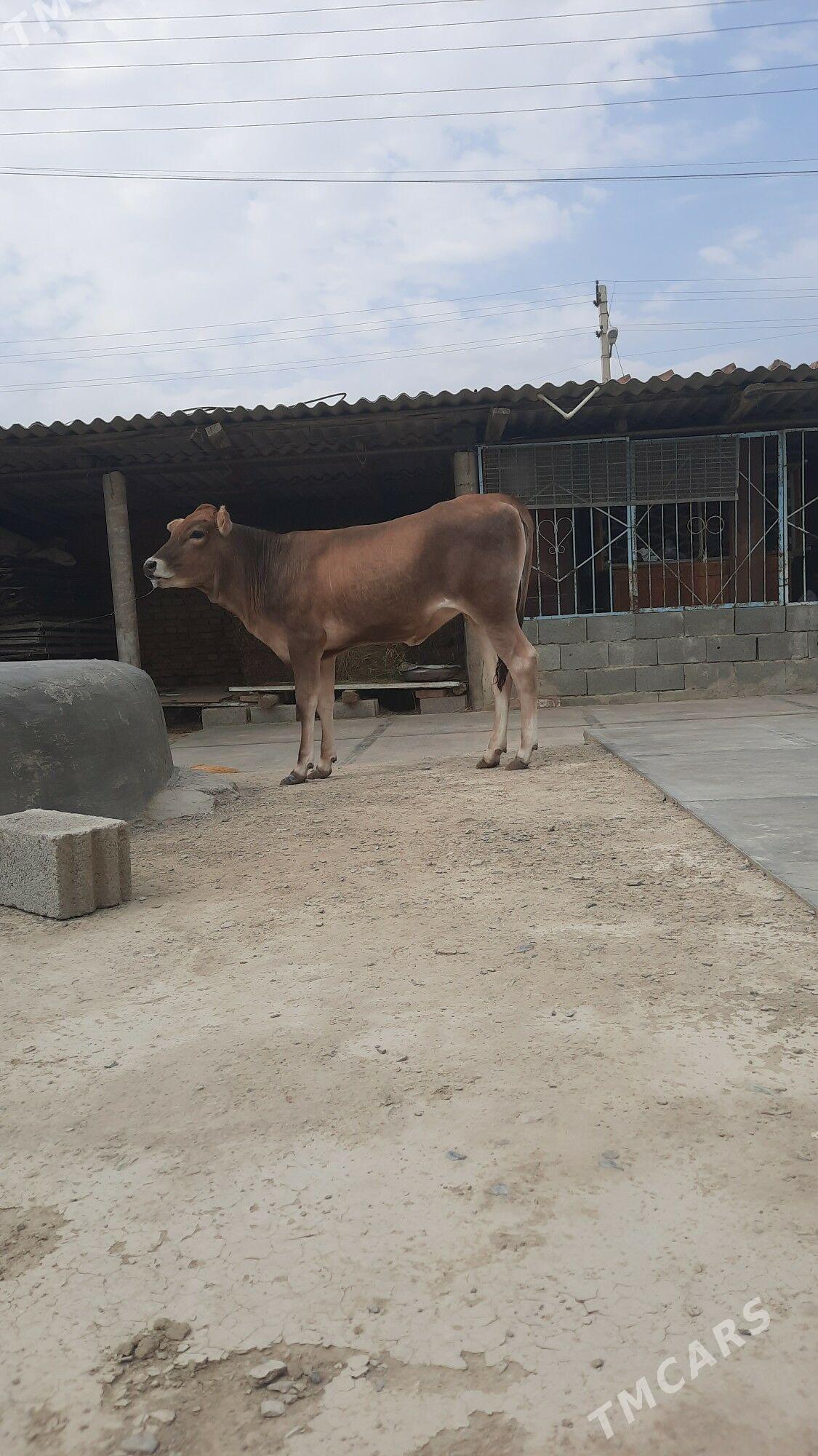 tüwe - Бахарден - img 1