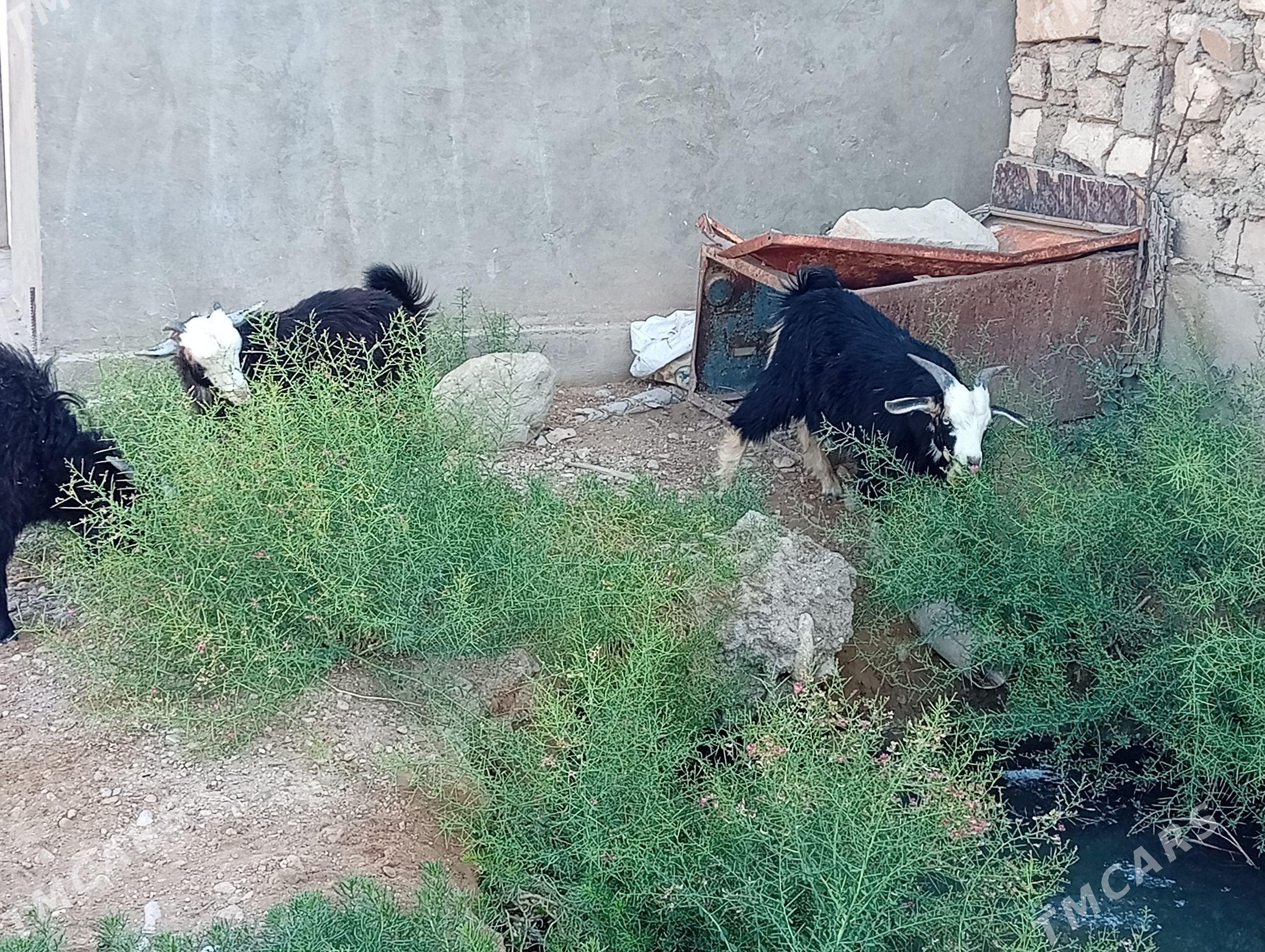 cebis - Balkanabat - img 1