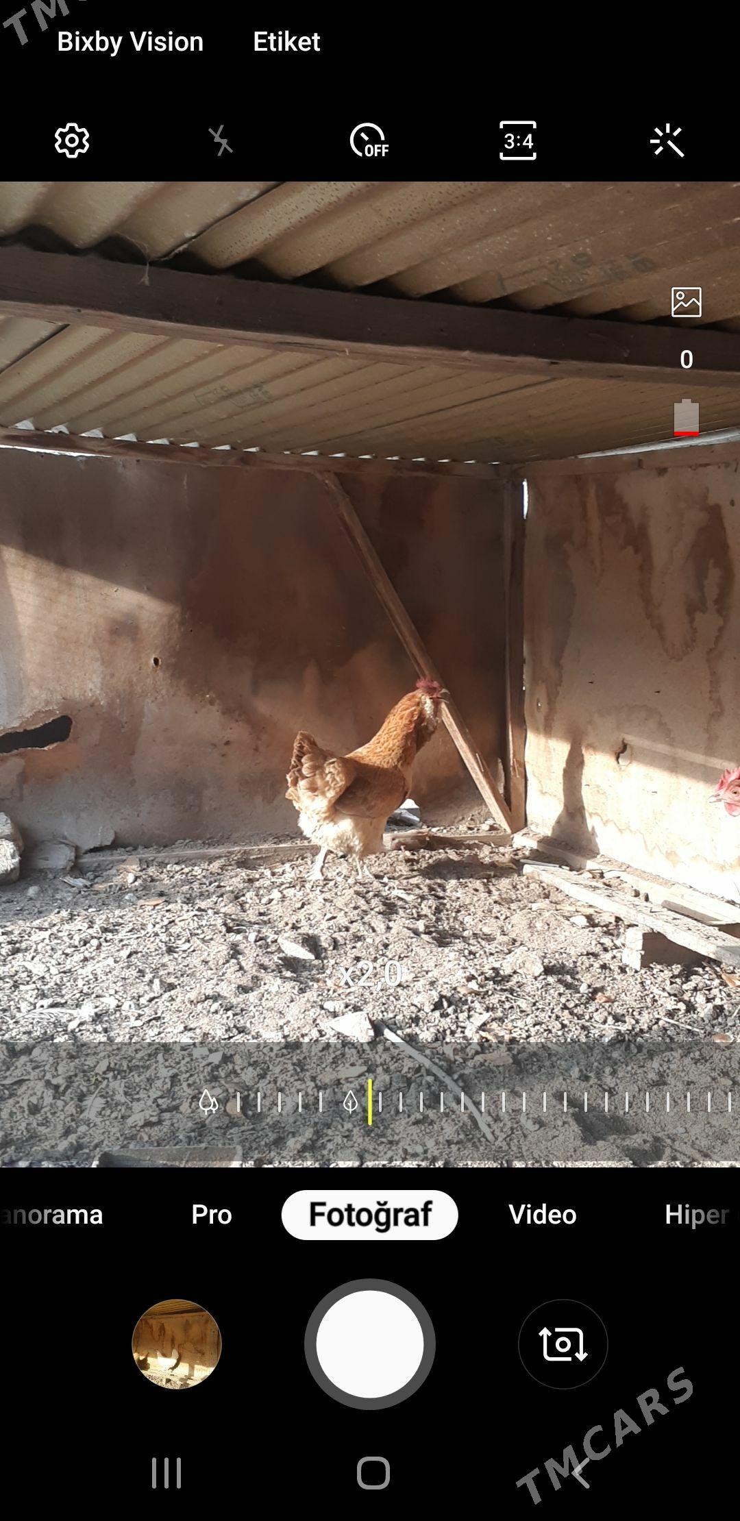 tovuk yumurtga dogya - Türkmenabat - img 1