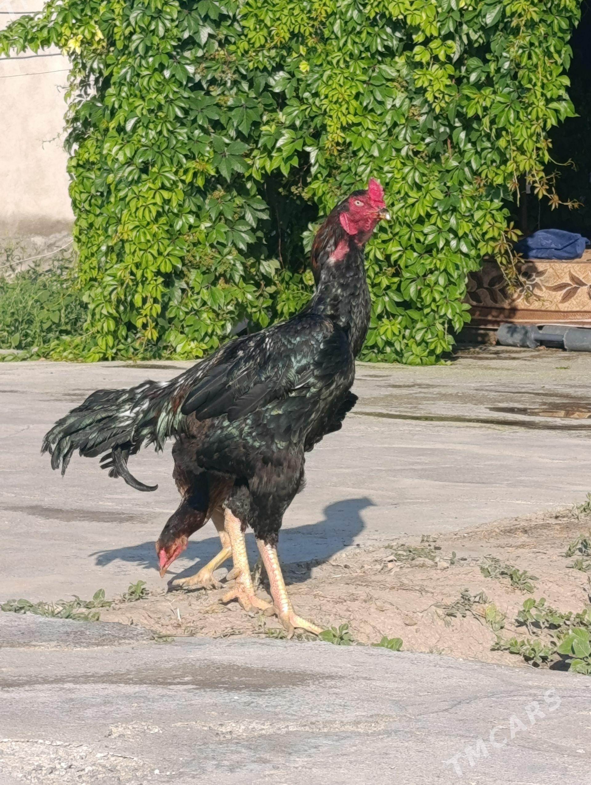 Taşkent - Багир - img 1