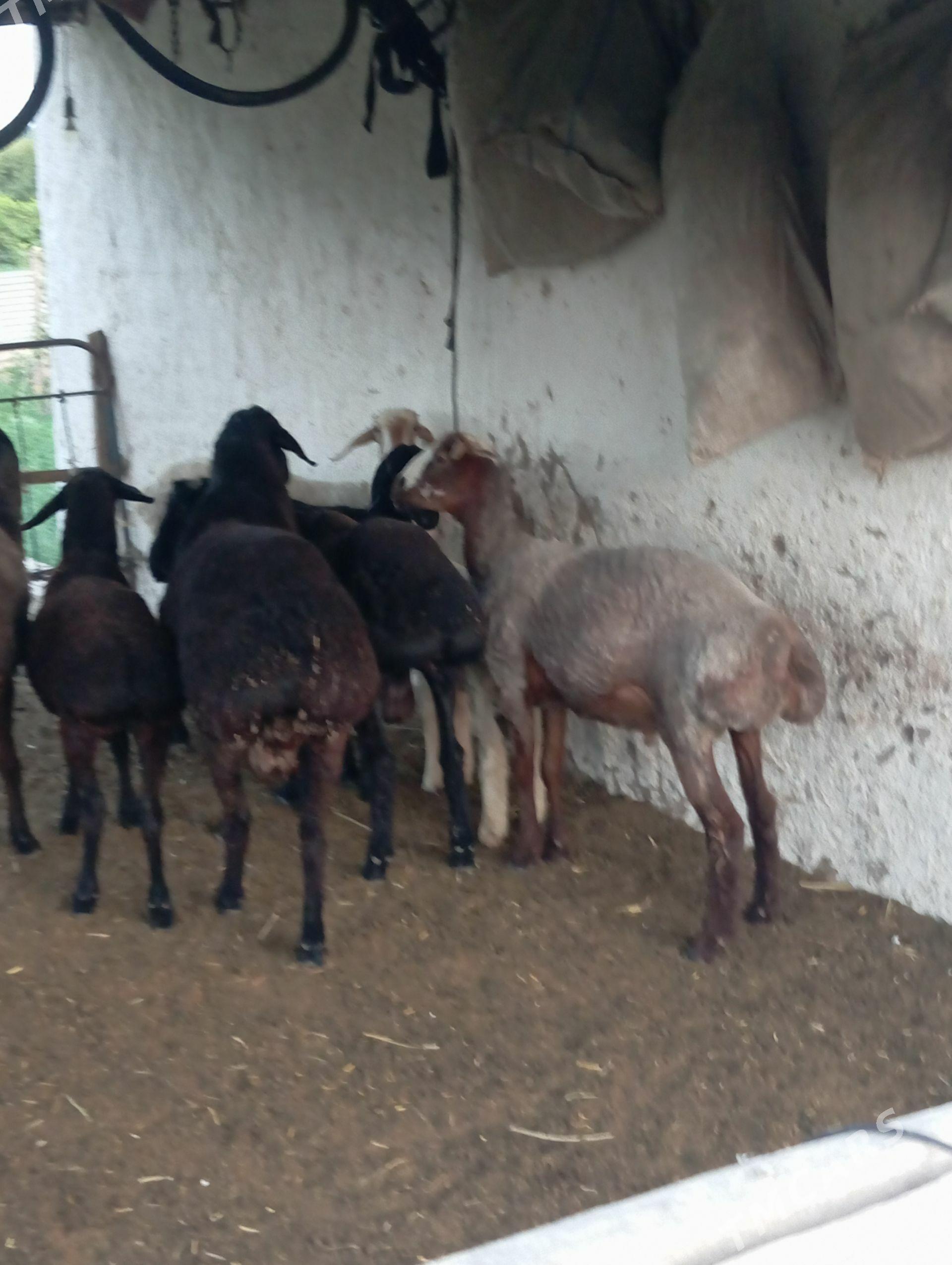 goçkar - Çärjew - img 1