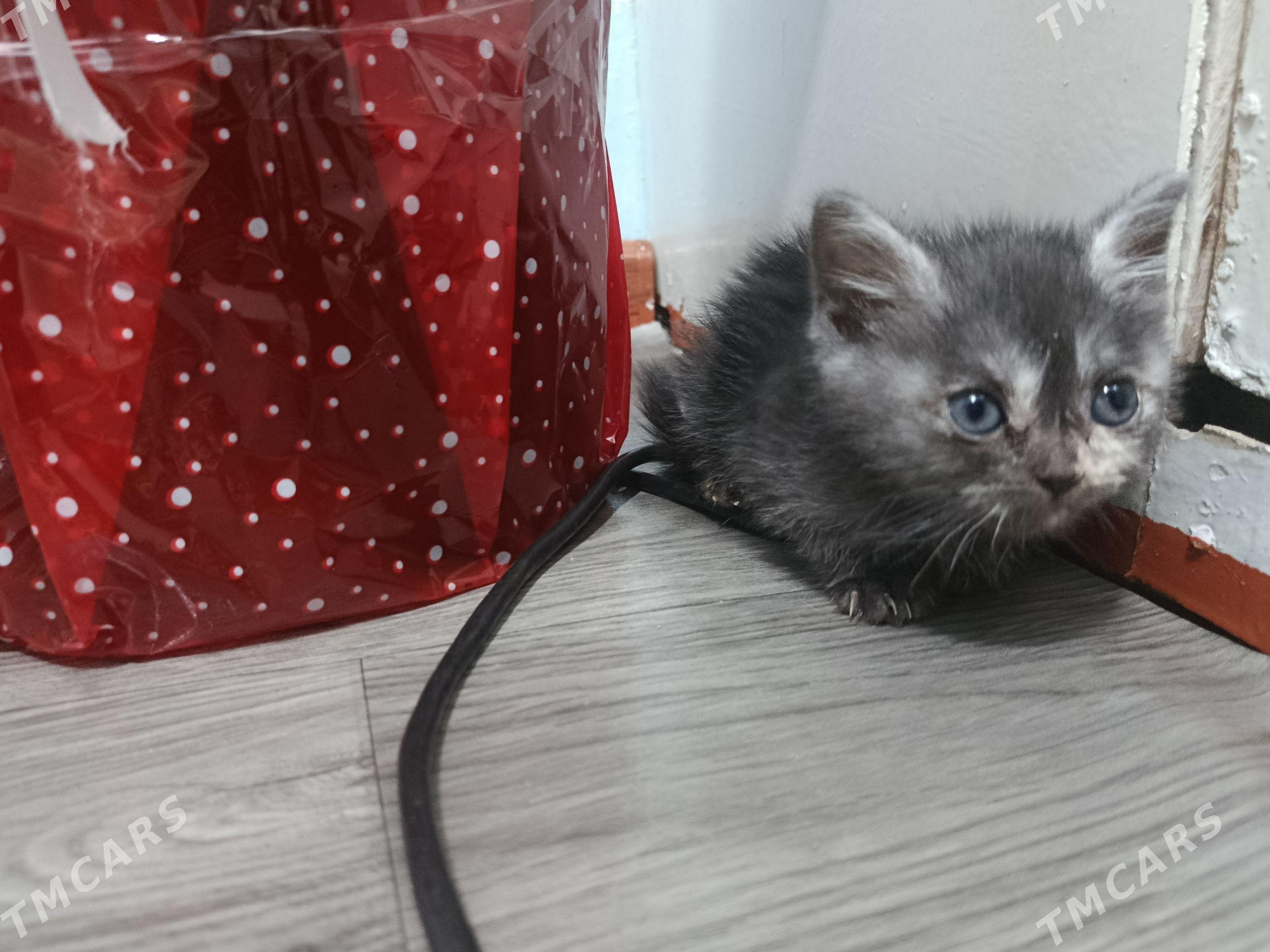 şatlan paroda pişik - Daşoguz - img 1