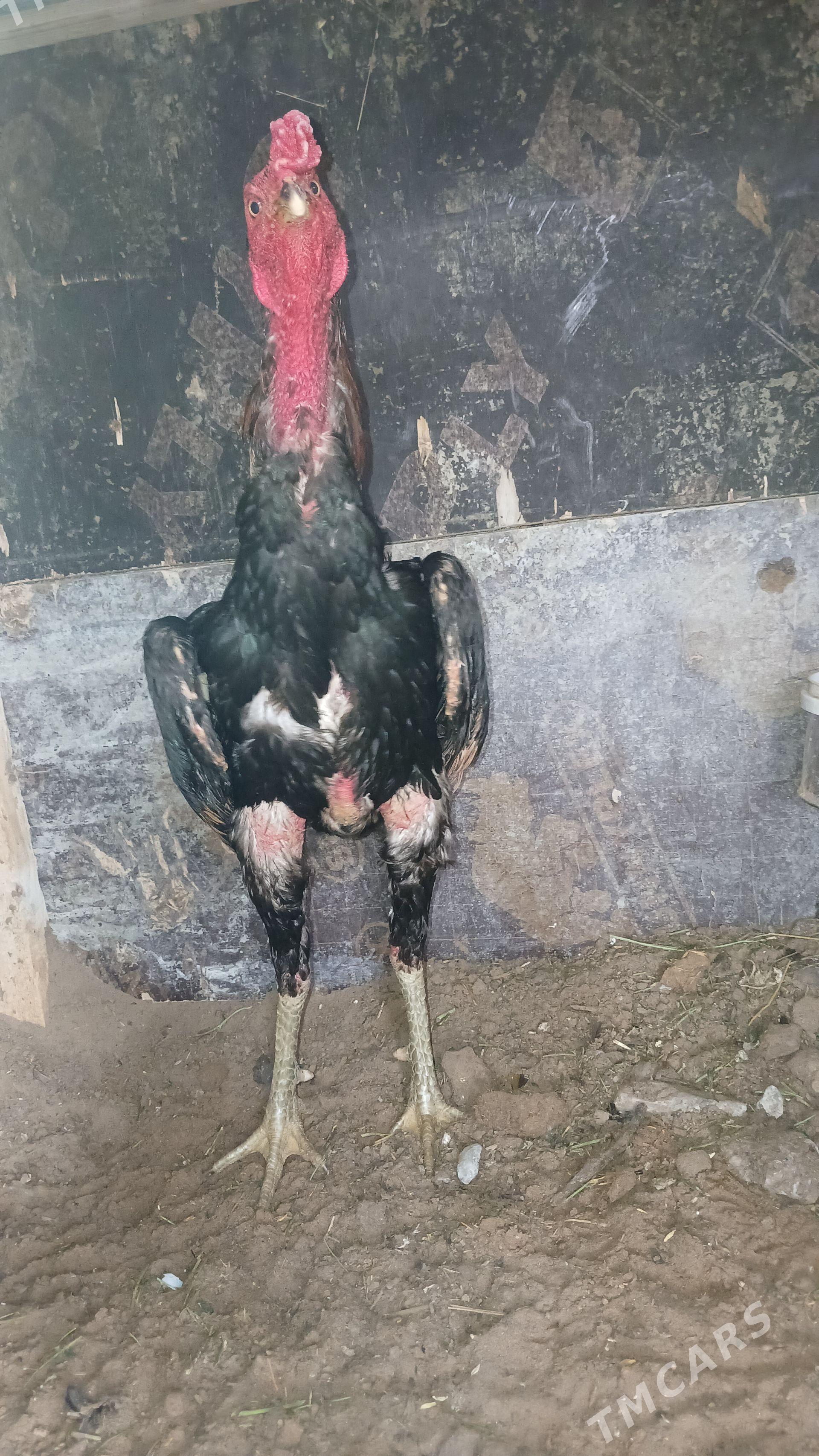 taşkent horaz - Гёкдепе - img 1