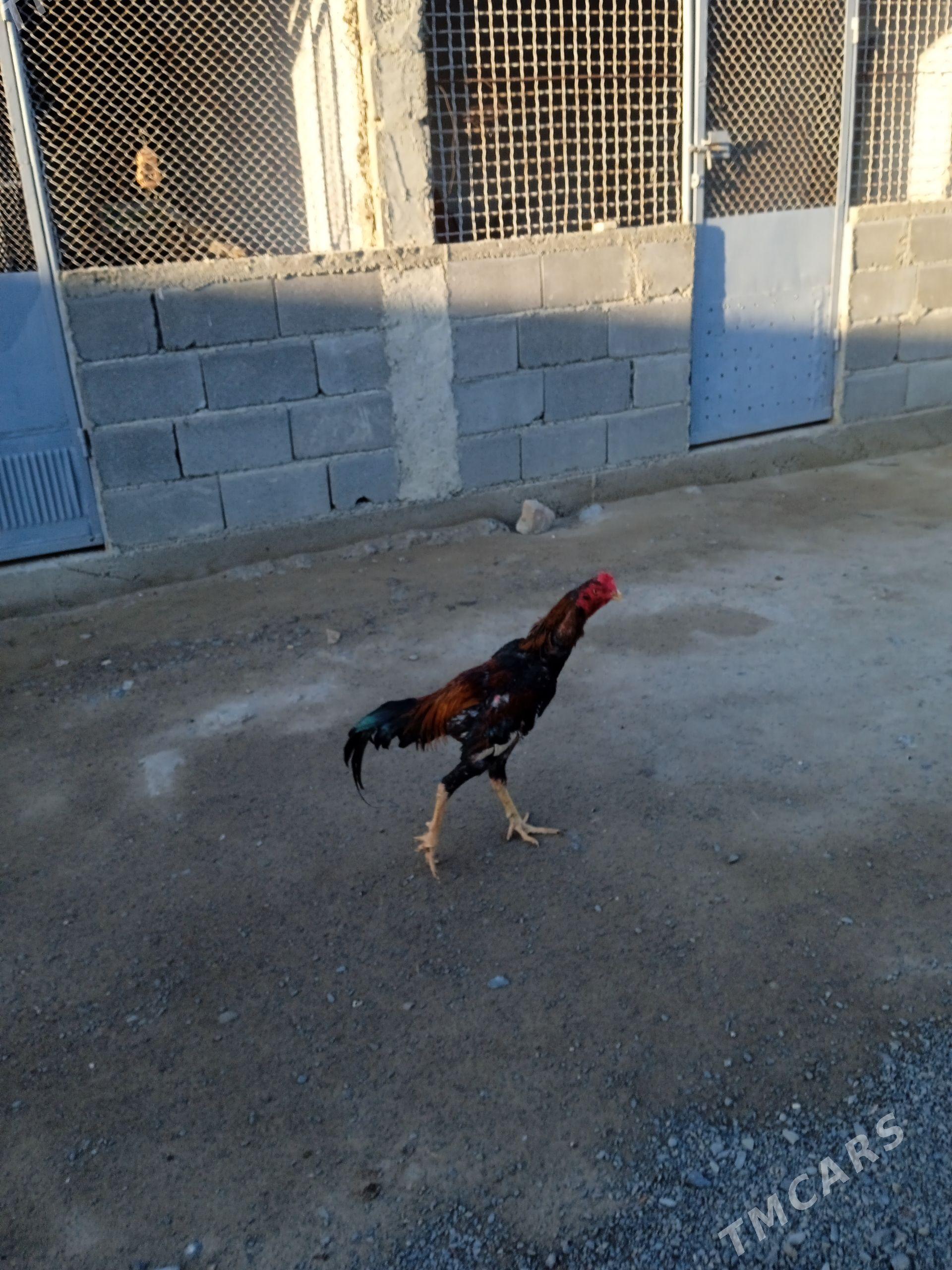 taşkent - Бахарден - img 1