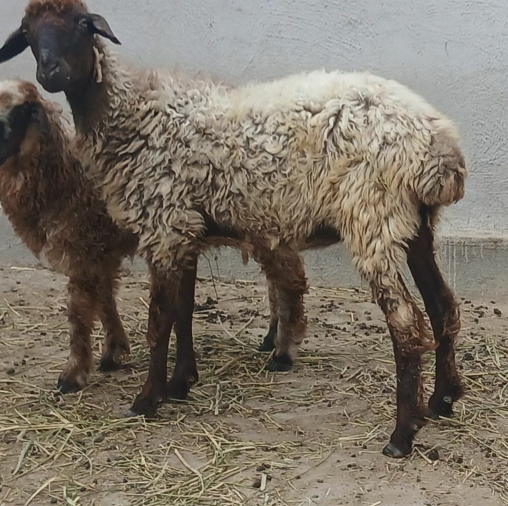 guzyly goyun geci cewis - Gökdepe - img 1