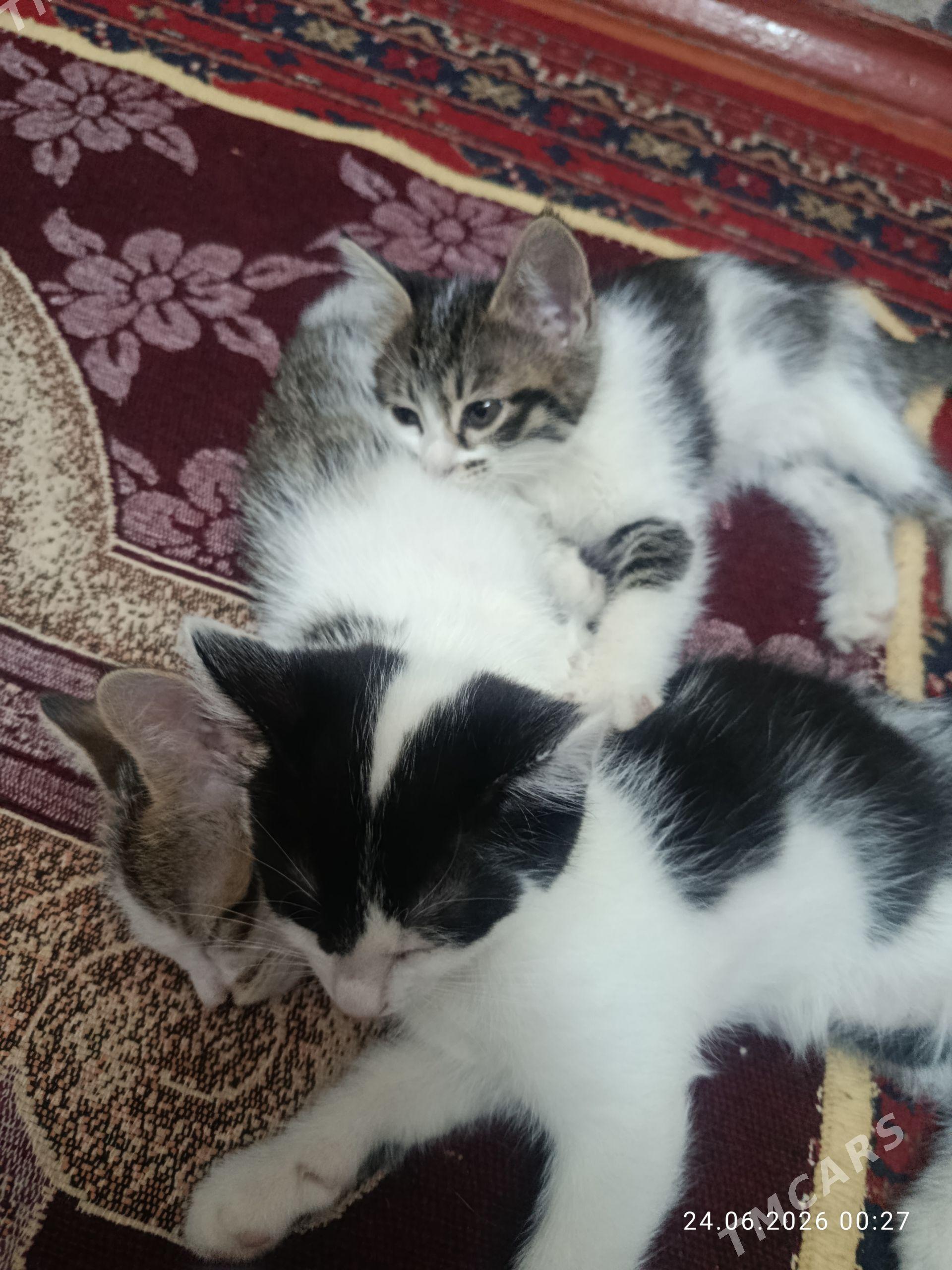 Pisikler - Daşoguz - img 1