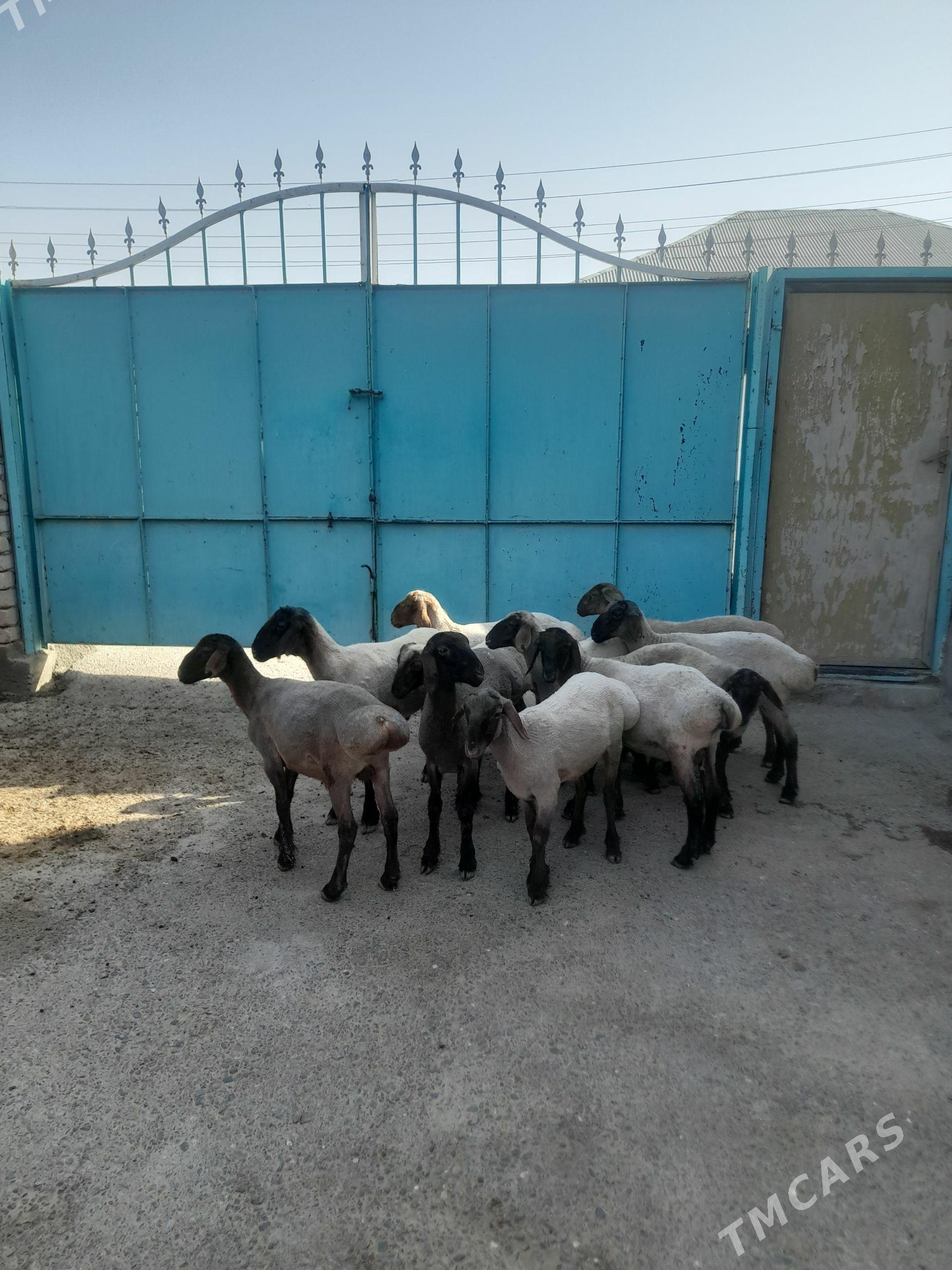 Gisar tokly - Garadamak Şor - img 1