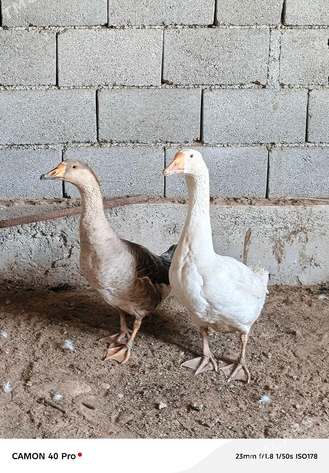 gus guwa gaz - Tejen - img 1