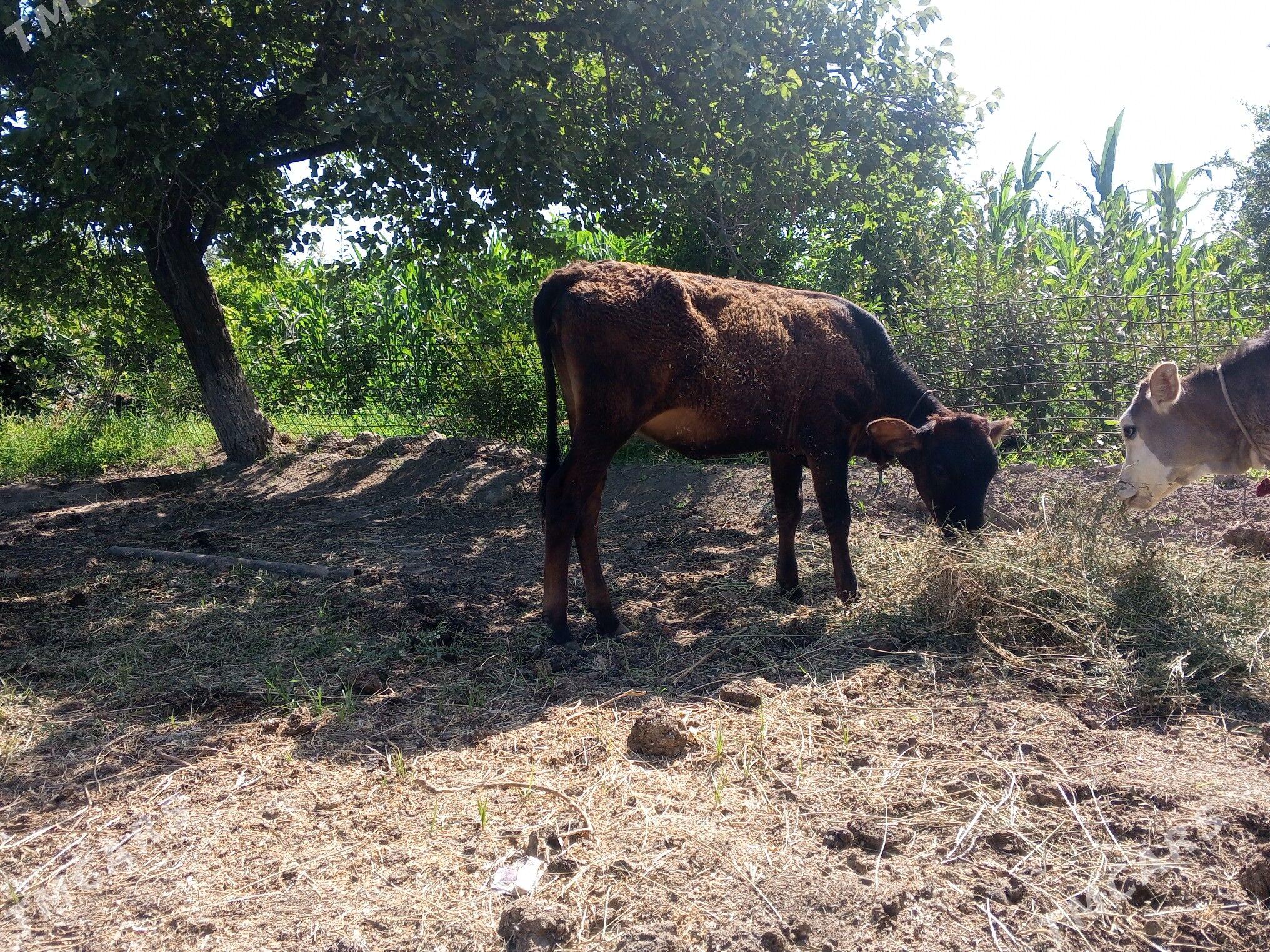 saglyk sygyr - Türkmenabat - img 1