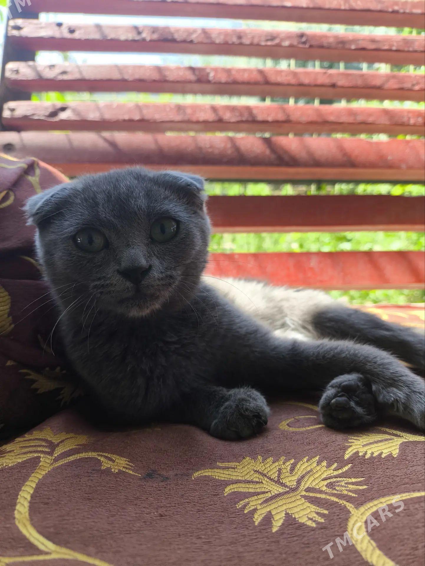 Кошка, вислоухая. - Türkmenbaşy - img 1