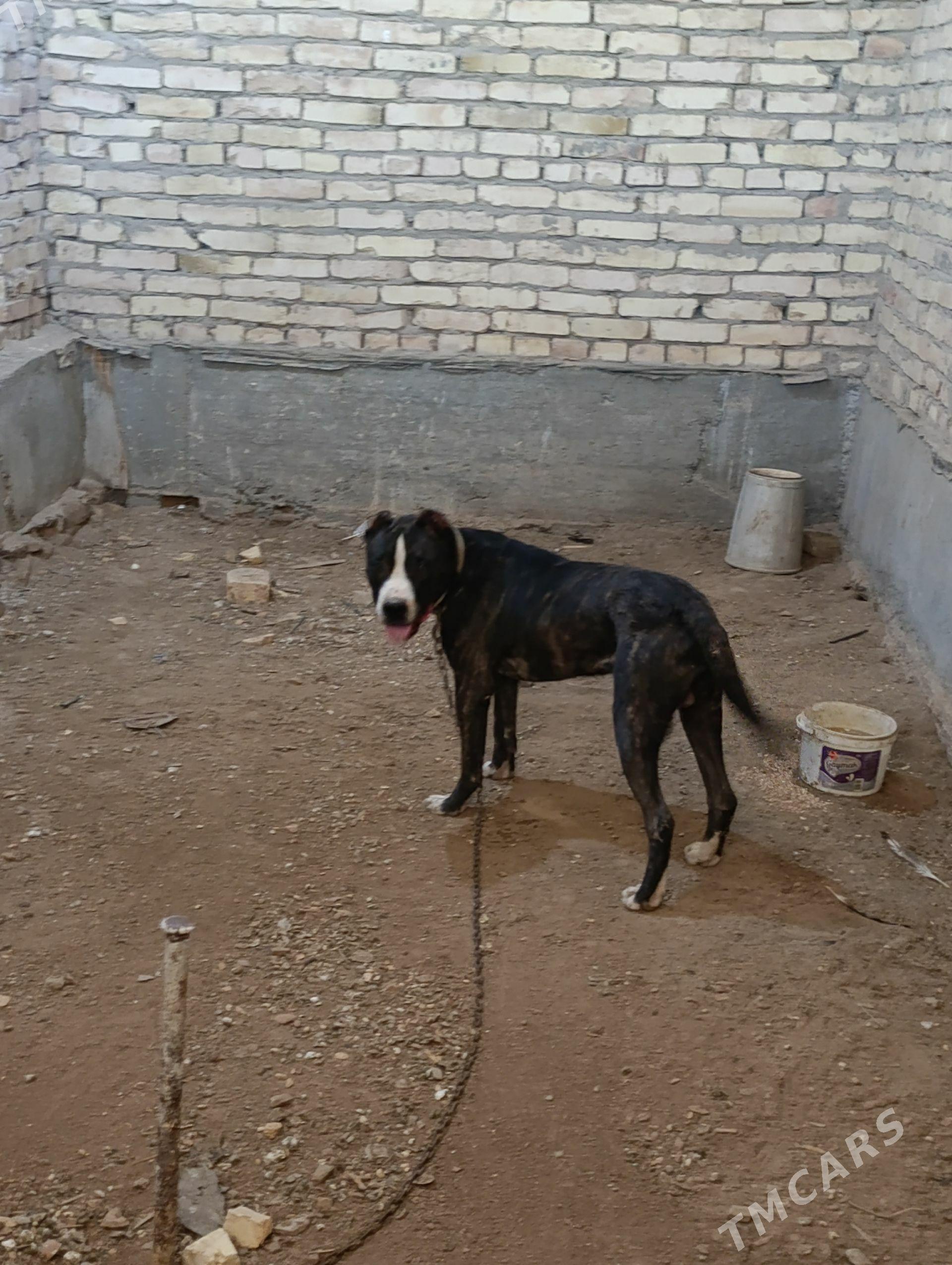 pitbul - Çärjew - img 1