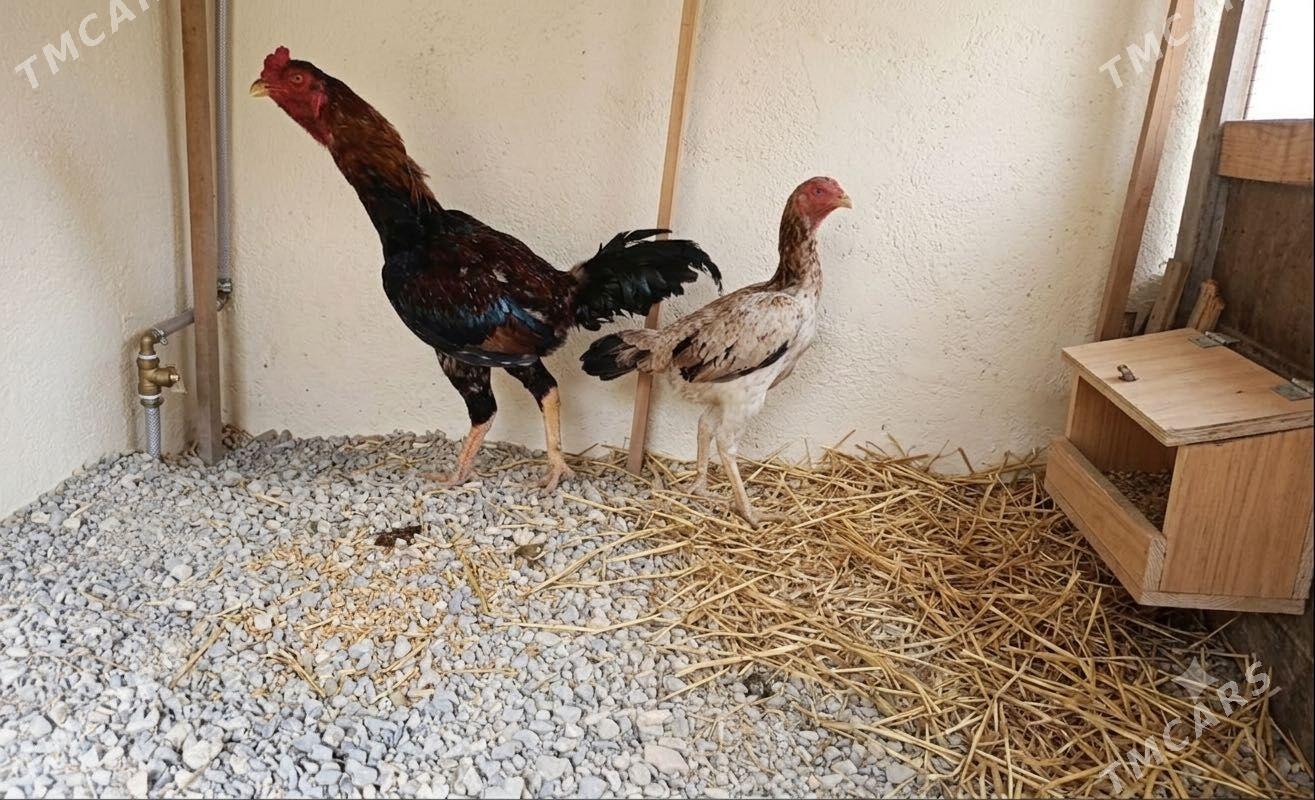 Taşgent - Gyzylarbat - img 1