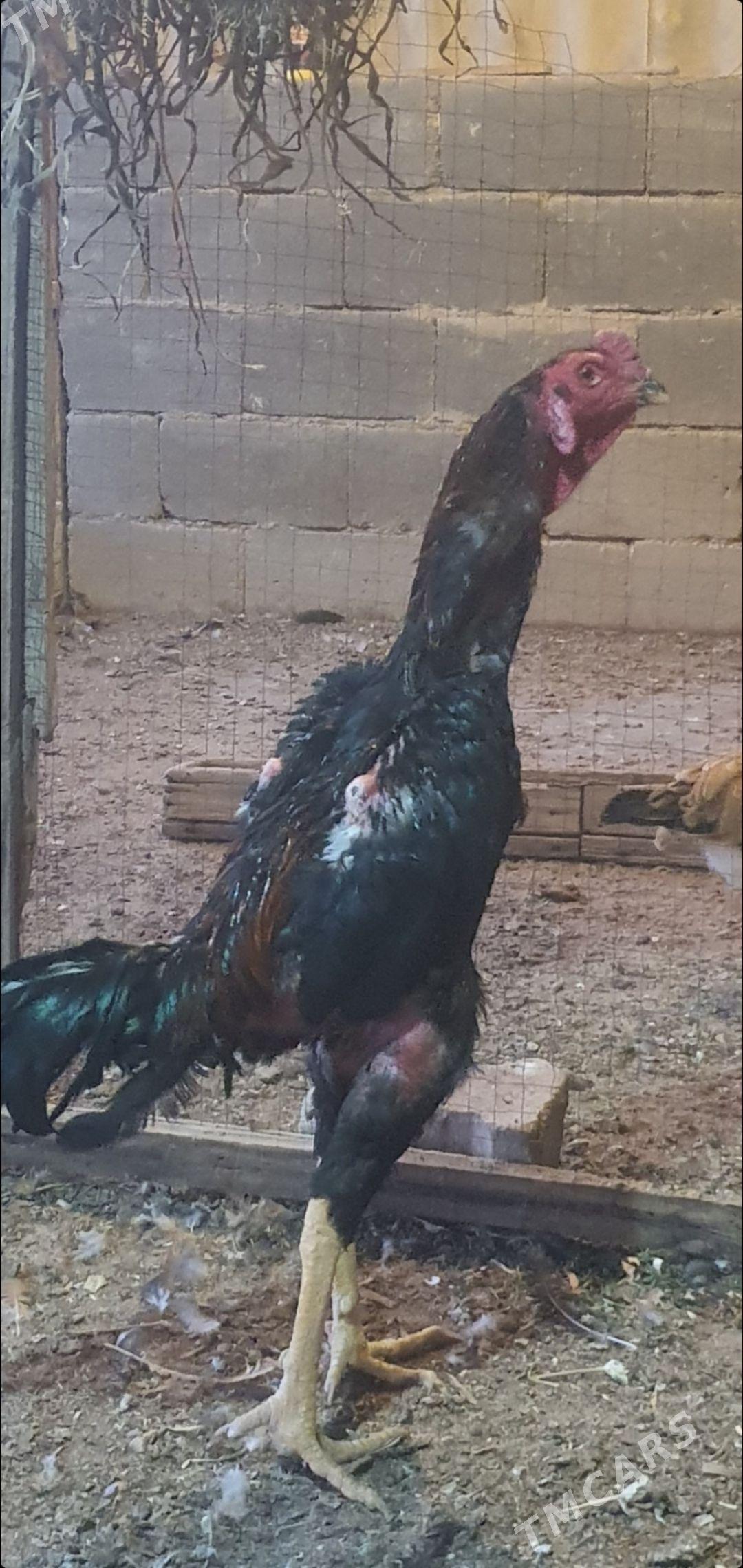 Taskent - Aşgabat - img 1