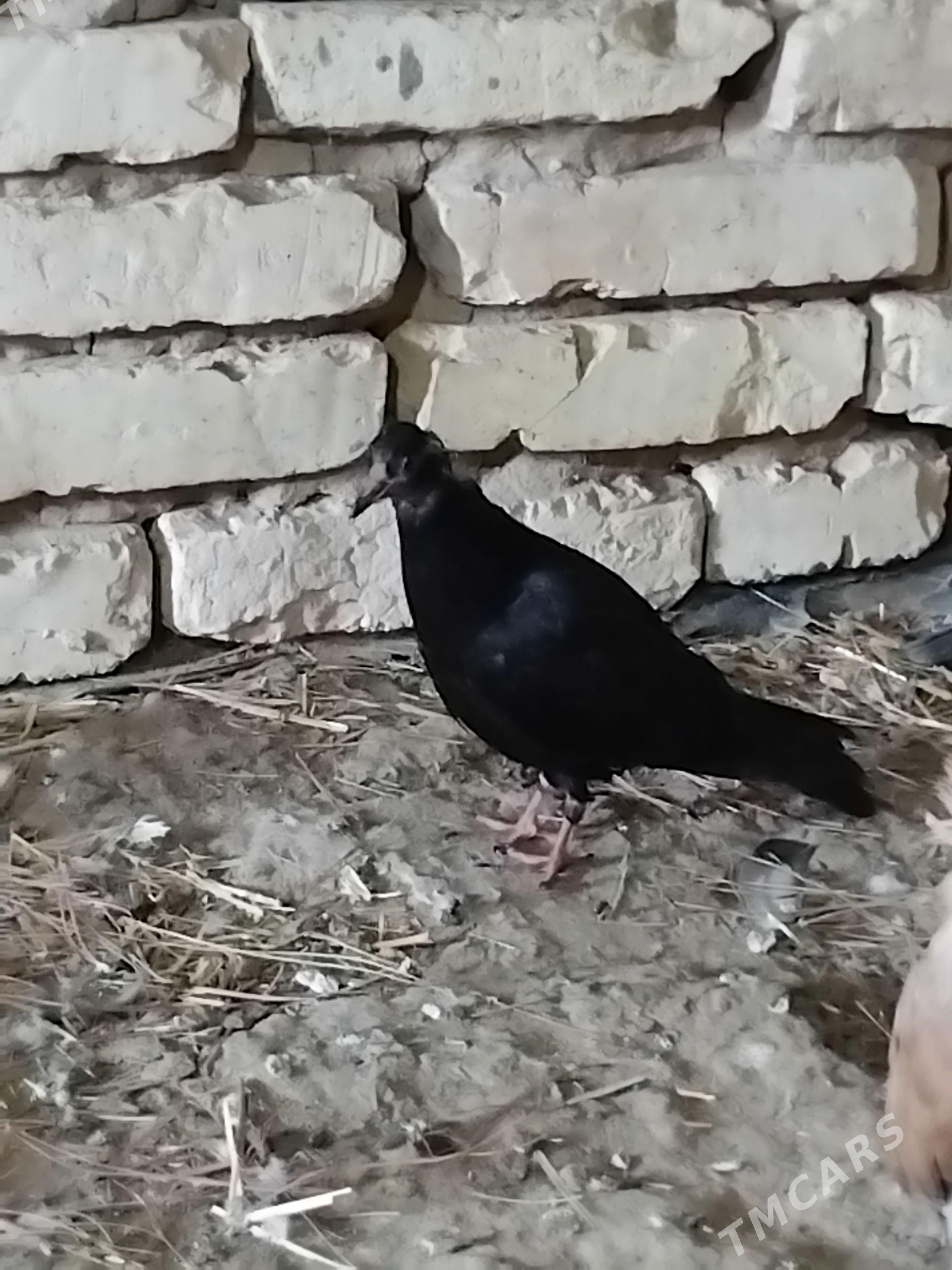 kepderi jujeler - Baýramaly - img 1