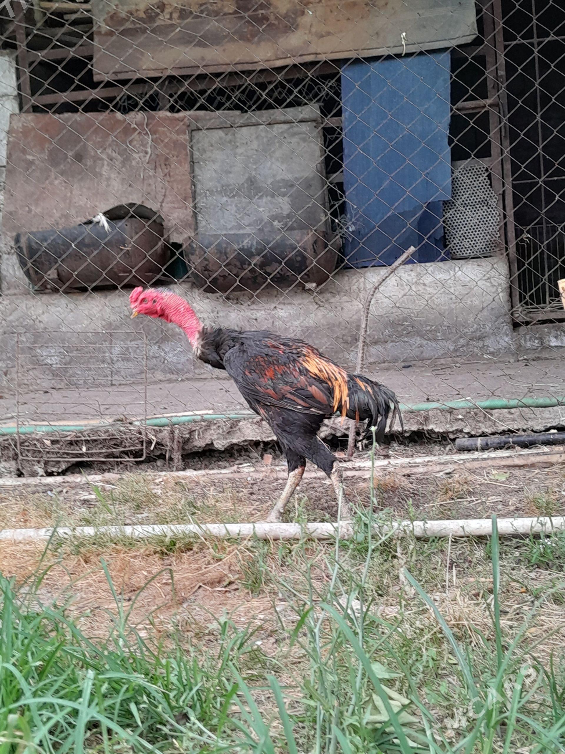 Taşkent Horaz Mäki - Bagyr - img 1