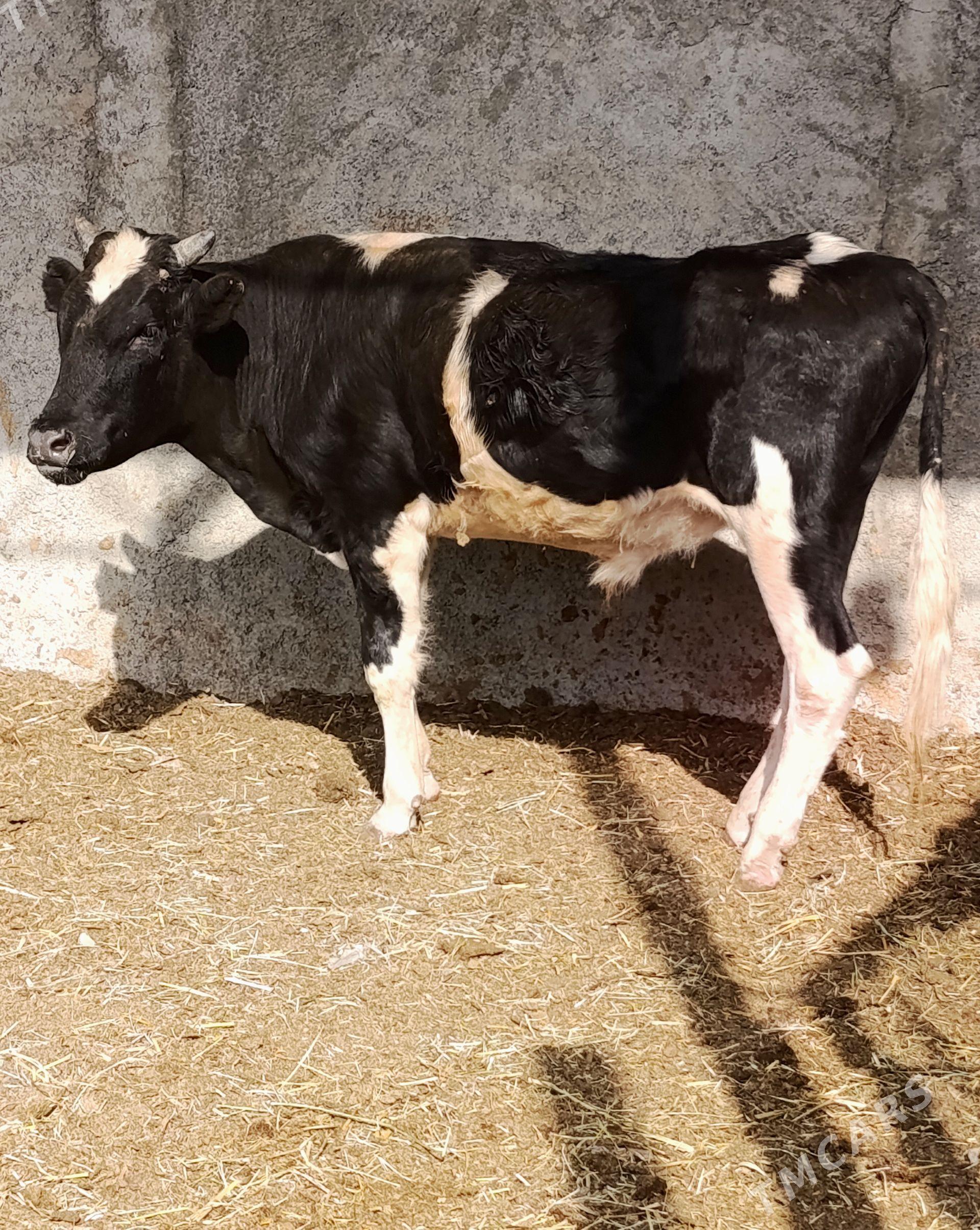 Gbrit Öküz - Gökdepe - img 1