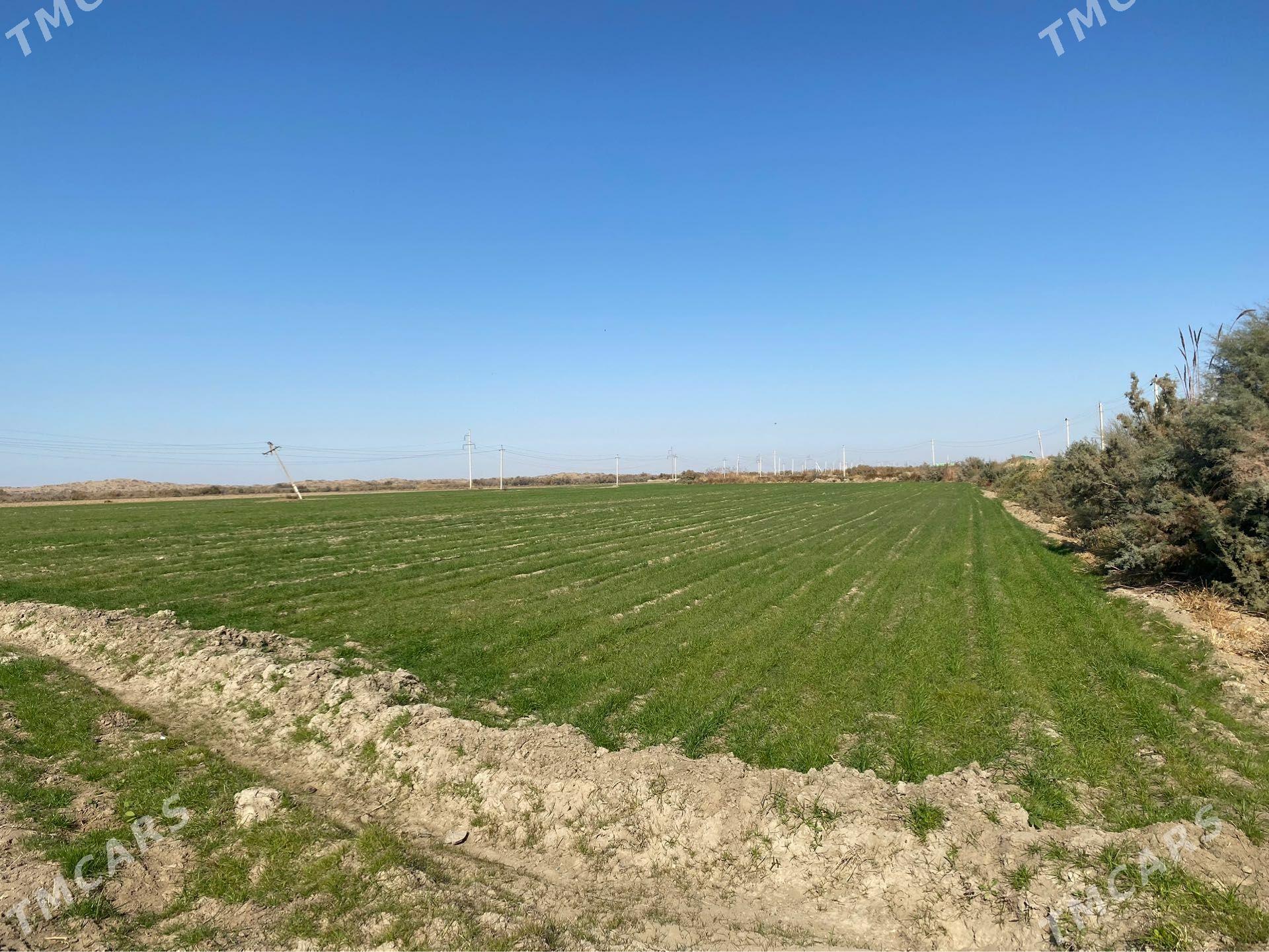 Melek ýer - Gökdepe - img 1
