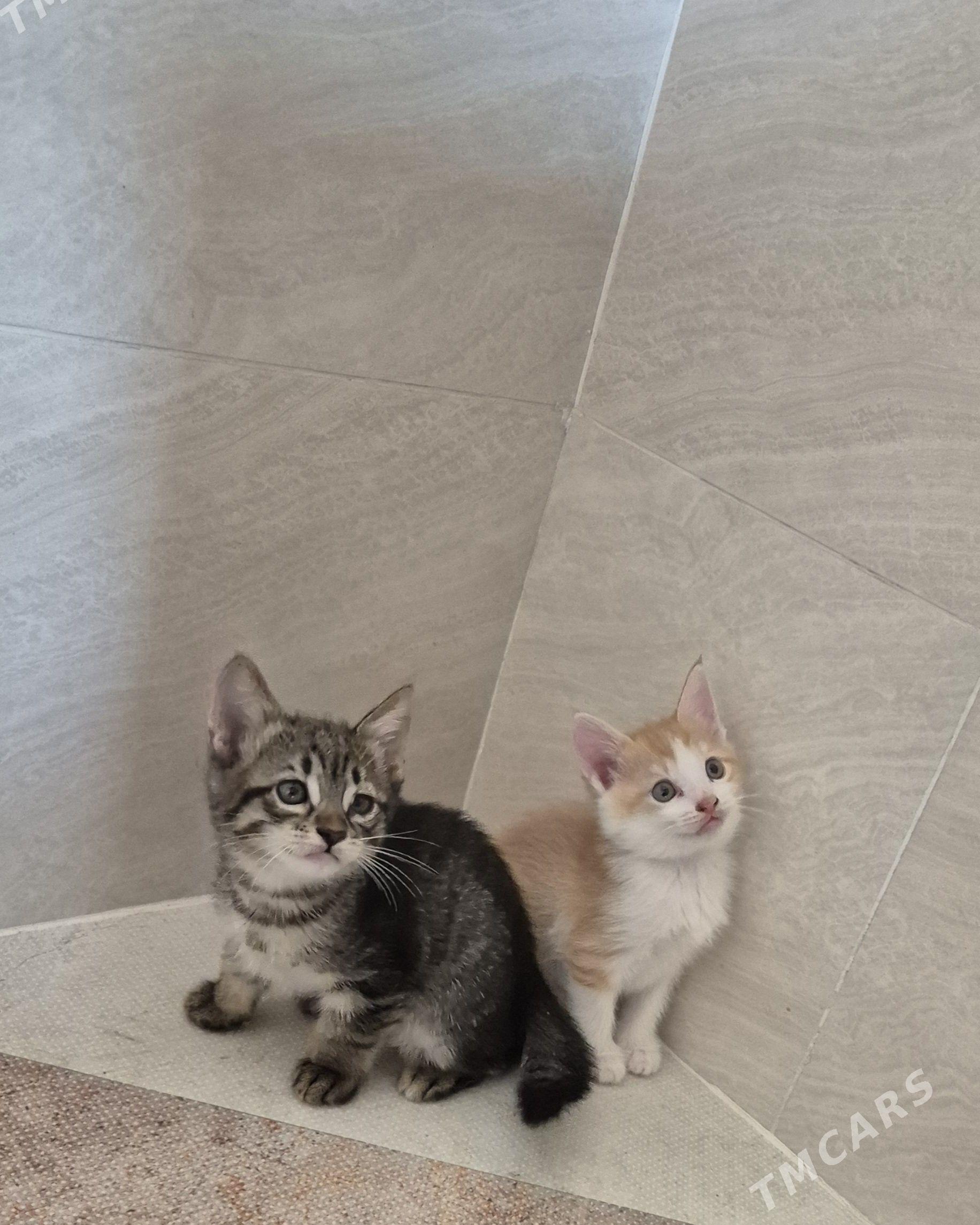 котята,pişikler - Ялкым - img 1