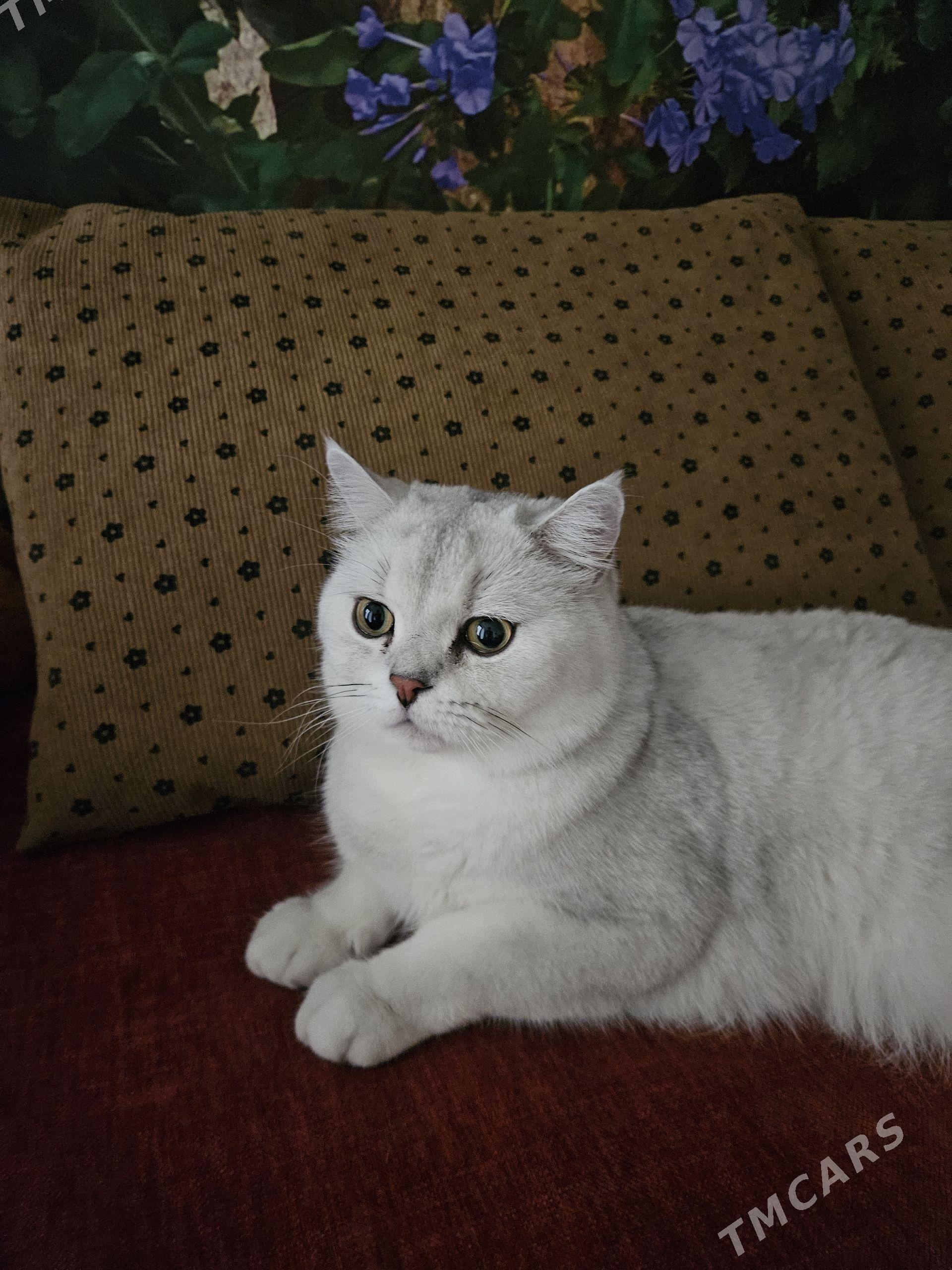 Котята - Арчабиль шаёлы - img 1