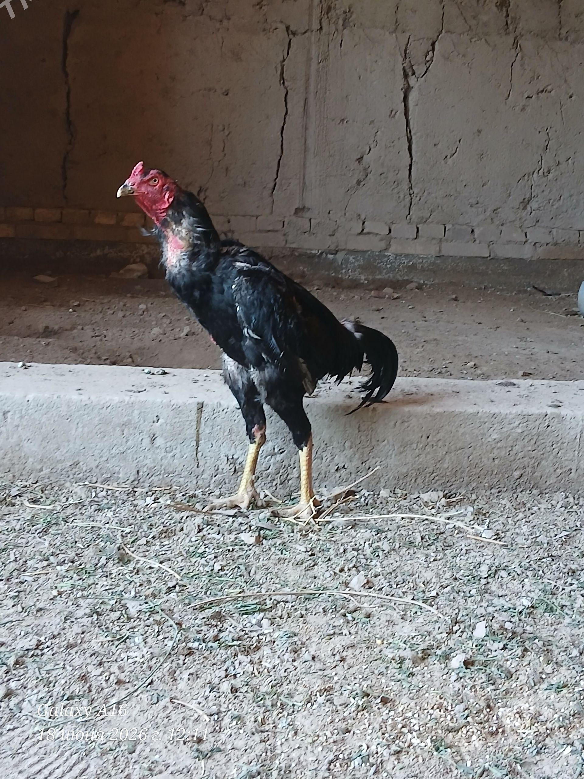 horaz - Şabat etr. - img 1