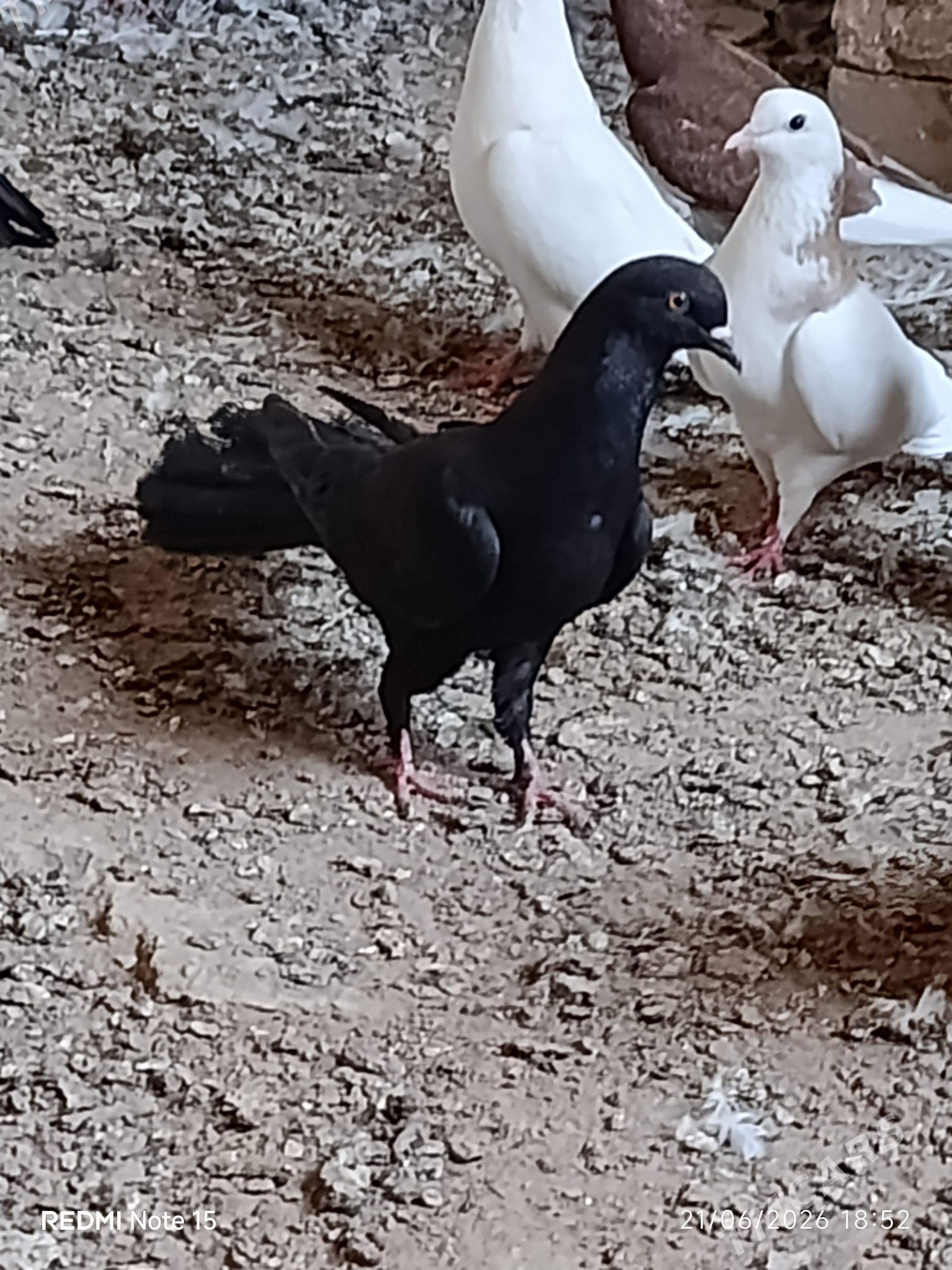 kepderi - Sarahs - img 1