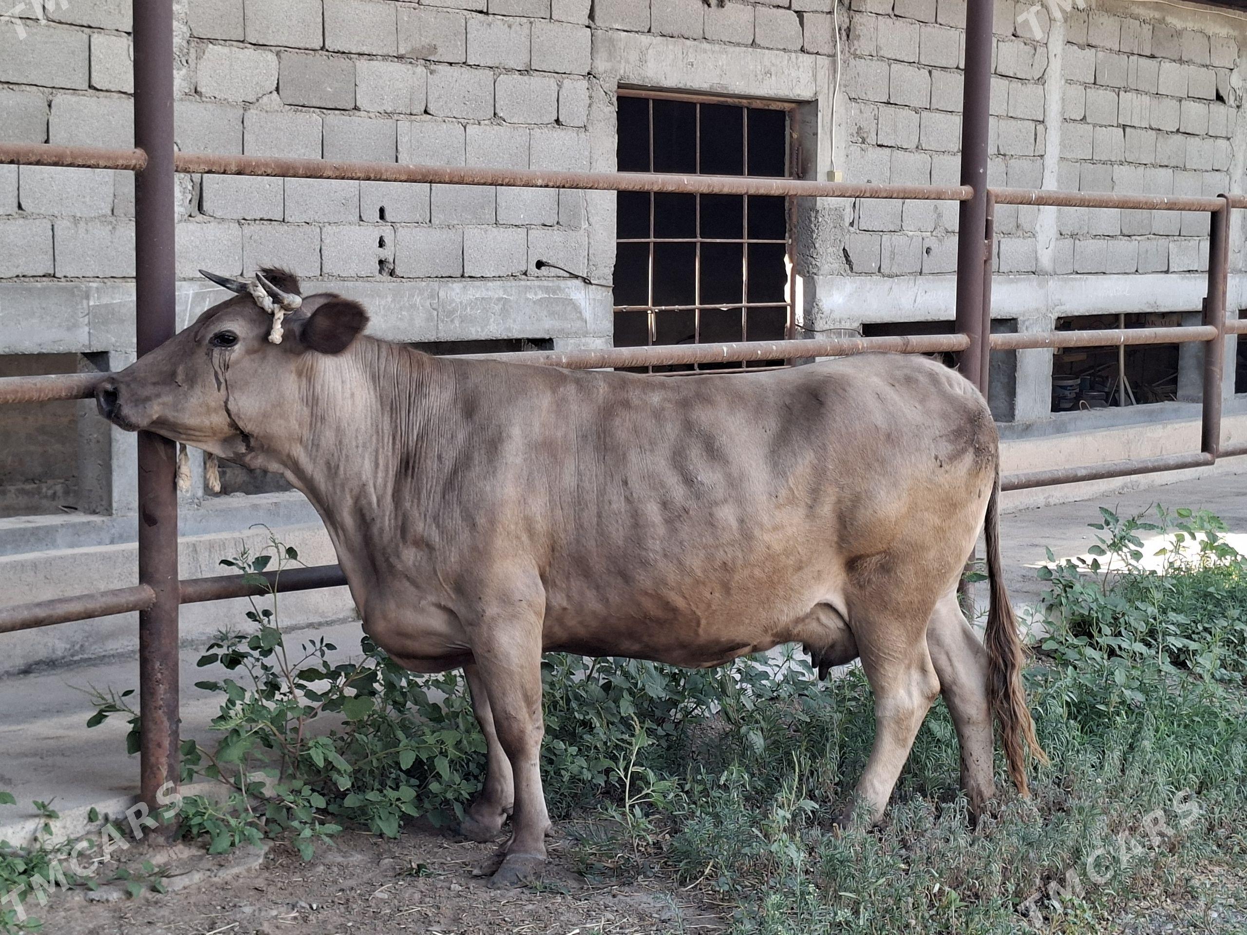 Bogaz Sygyr - Bagyr - img 1