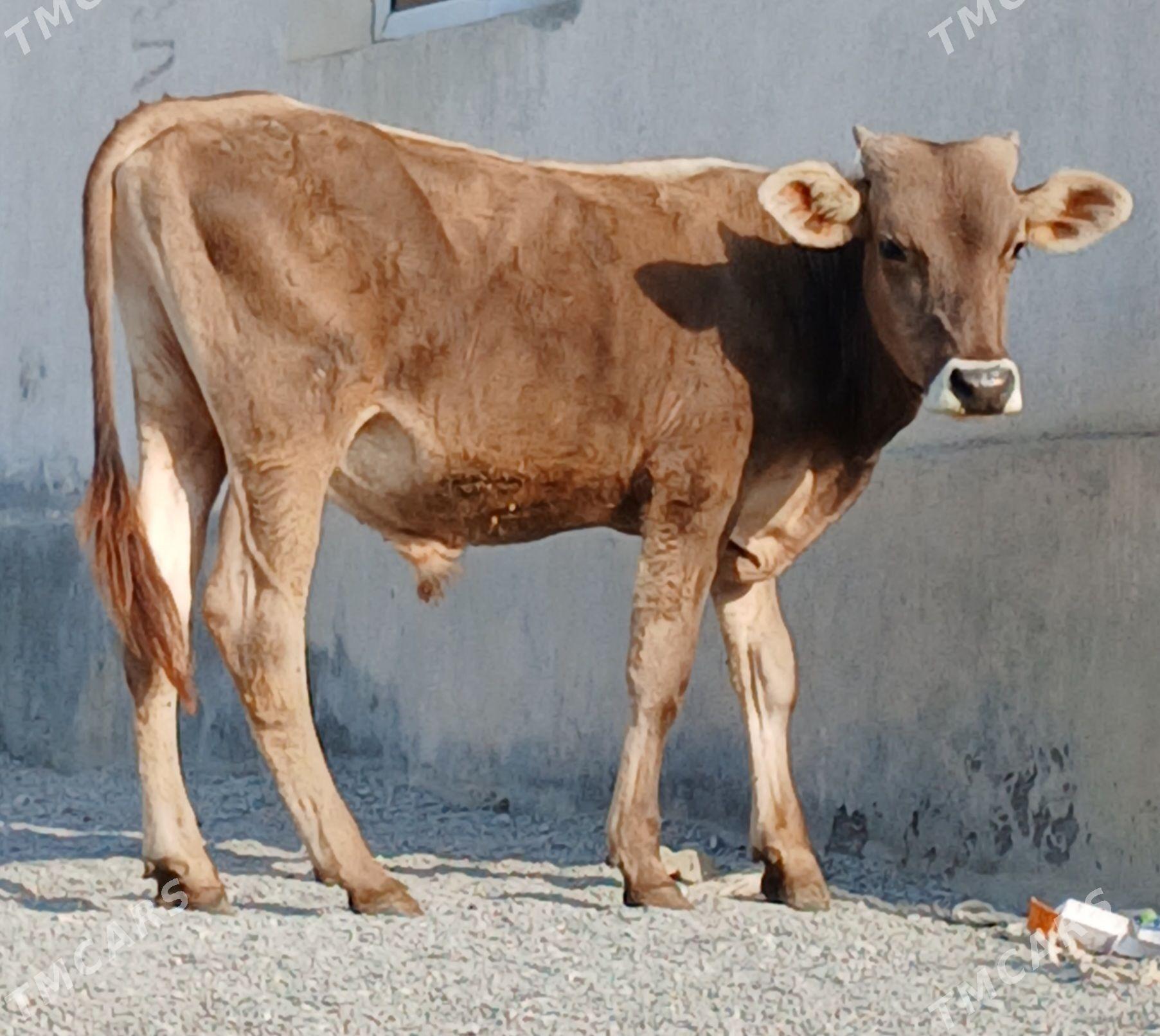 ARASA SIWES OKÜZ - Büzmeýin - img 1