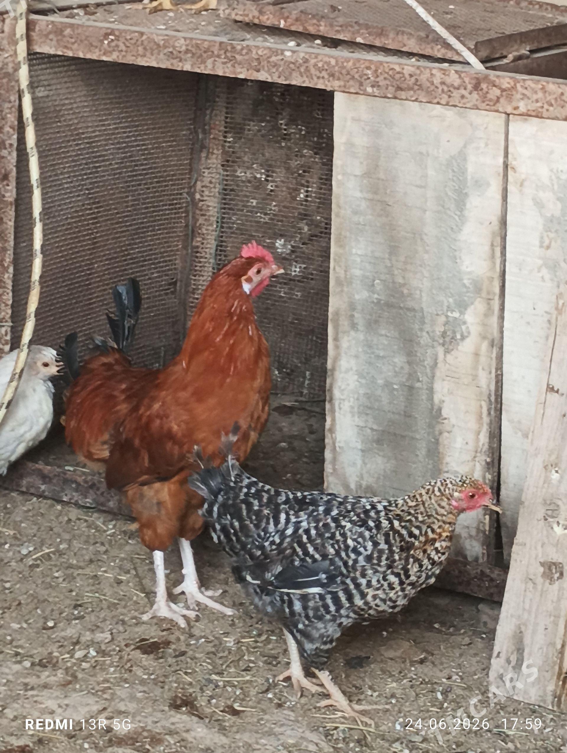 towuk horazy - Türkmenbaşy - img 1